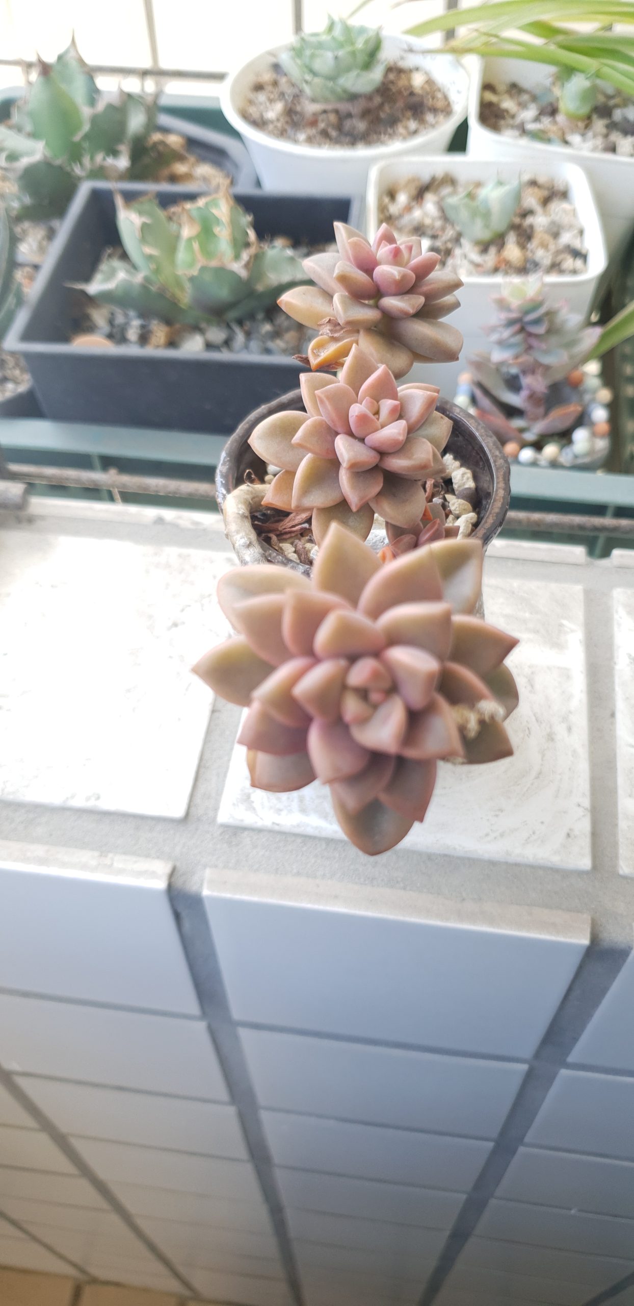 姬瓏月