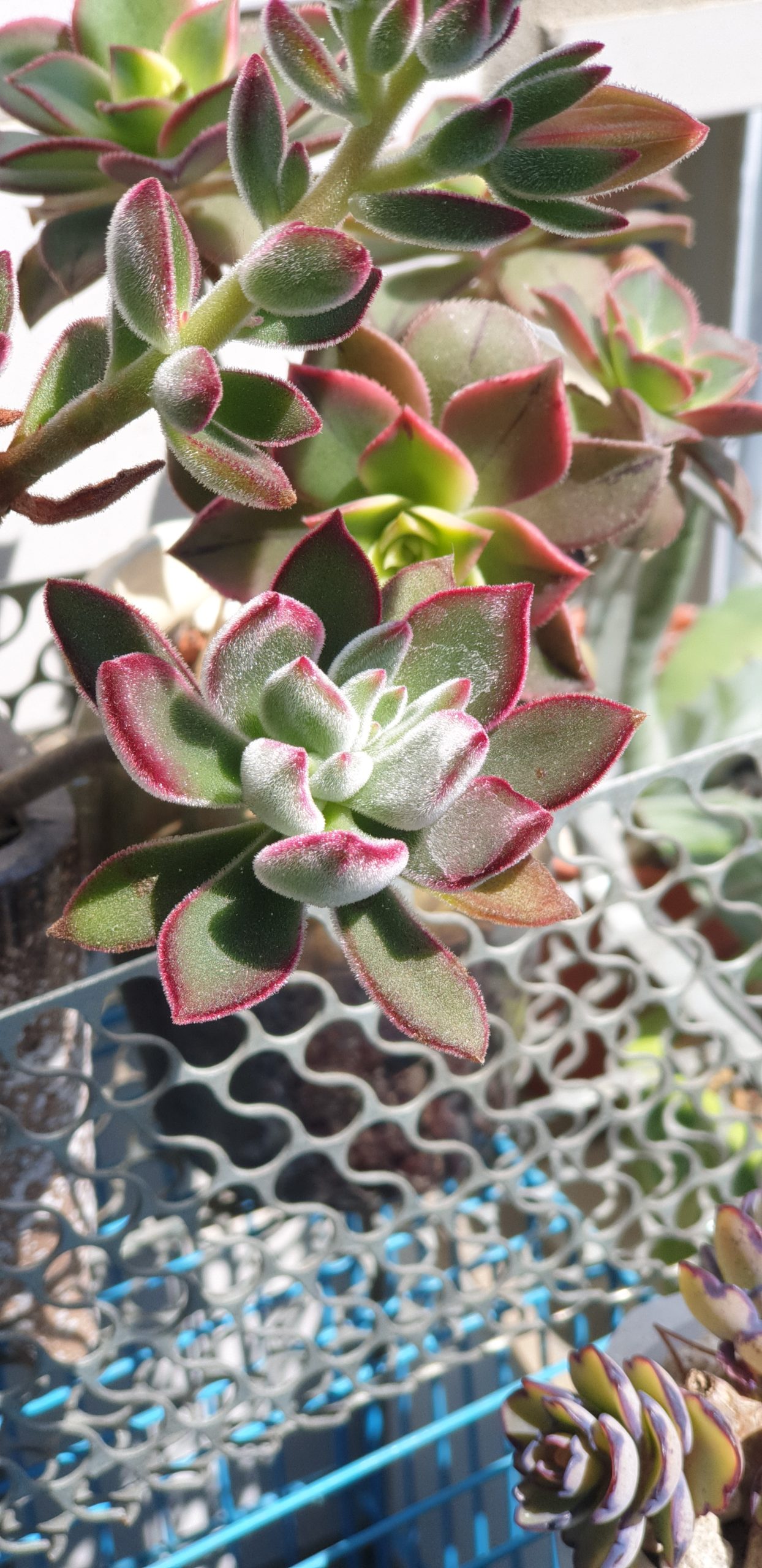 紅輝壽