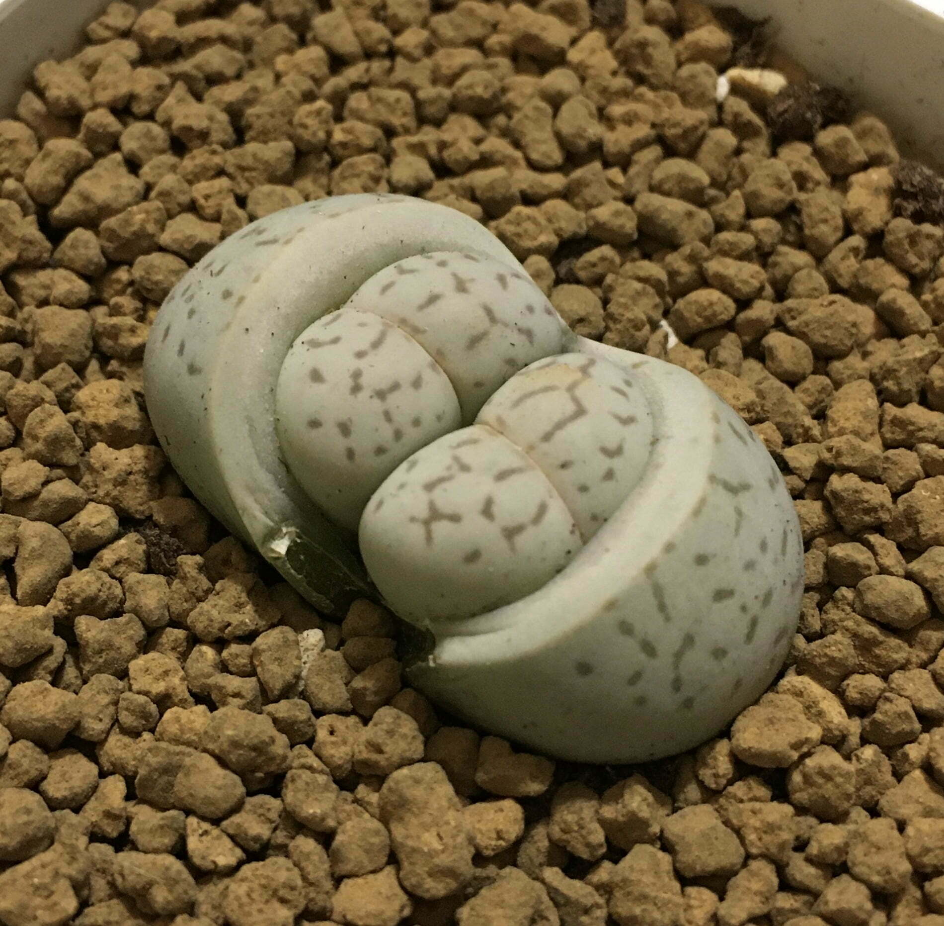 凌耀玉