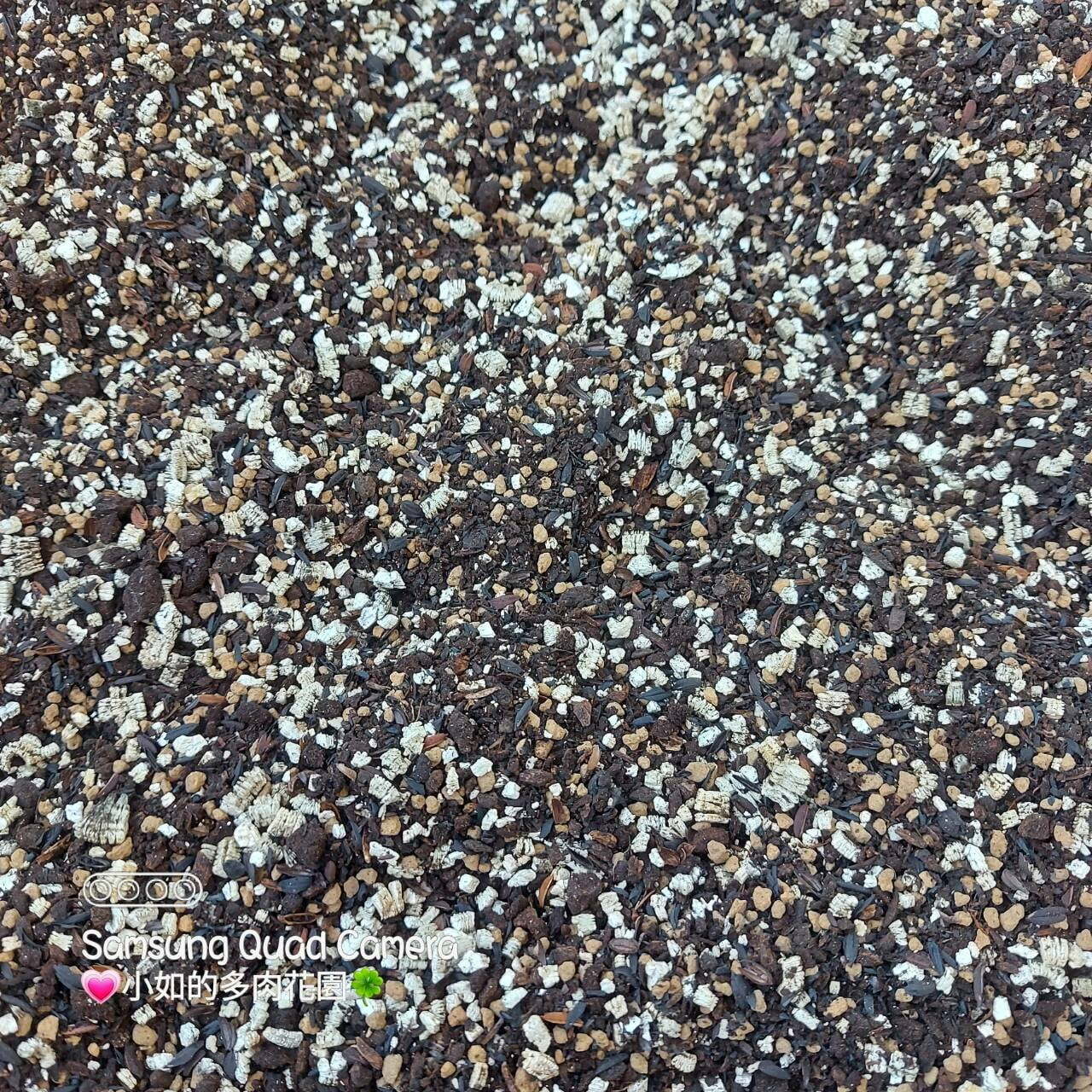 多肉星星專用土