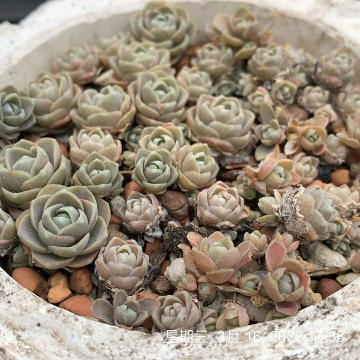 子持蓮華