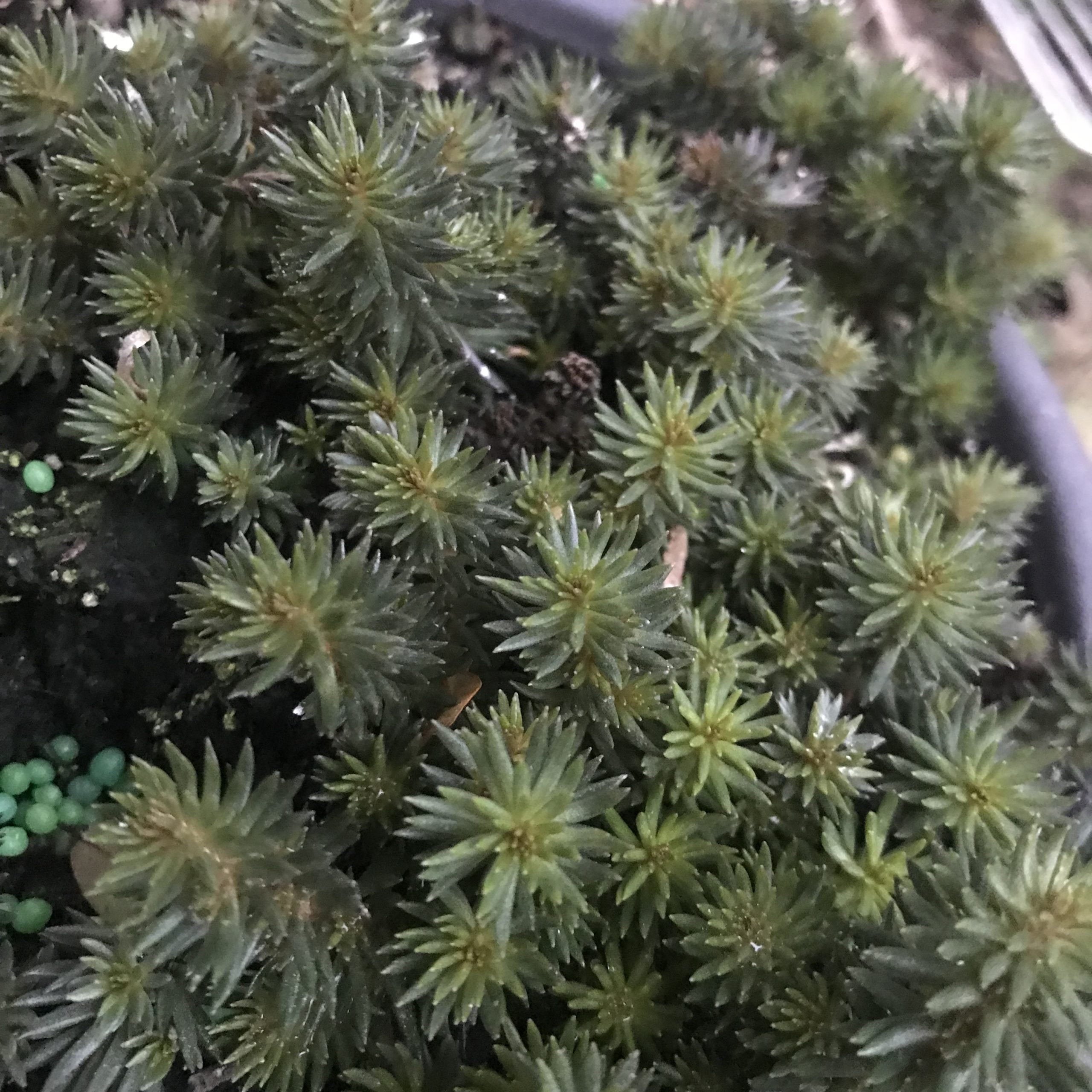 米瑟蘿塔蓮