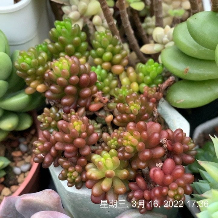 小紅莓