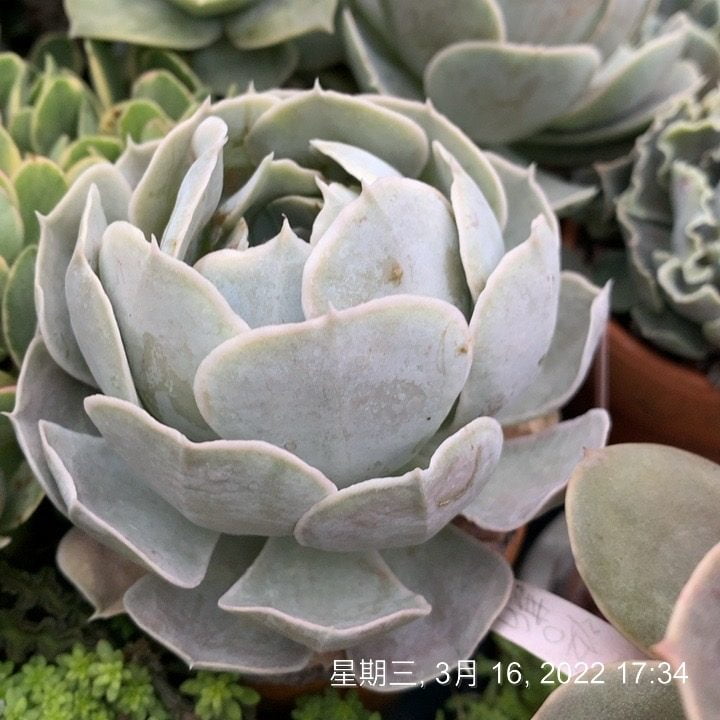 聖卡洛斯白玫瑰