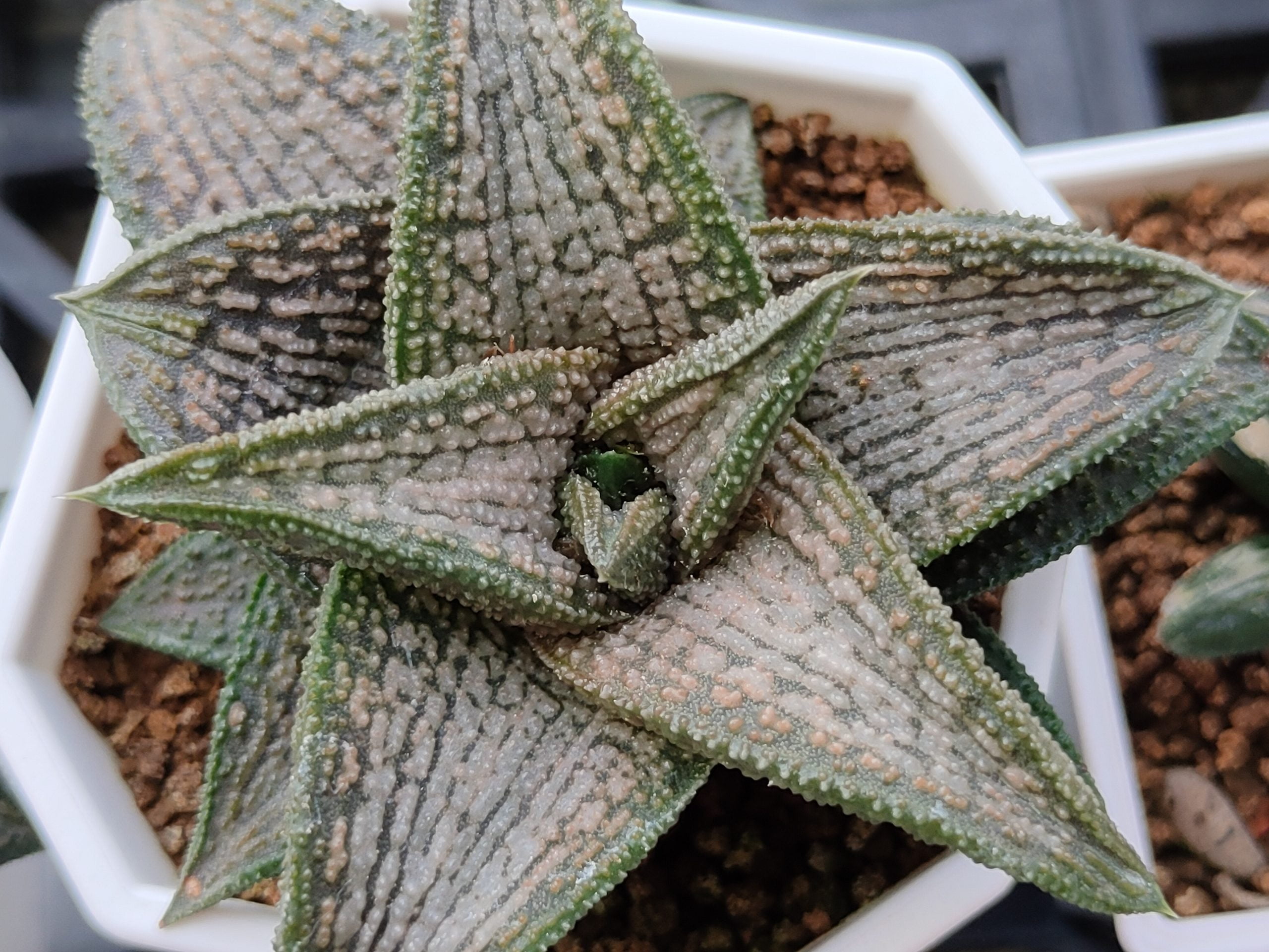 認識 阿福花科 硬葉系