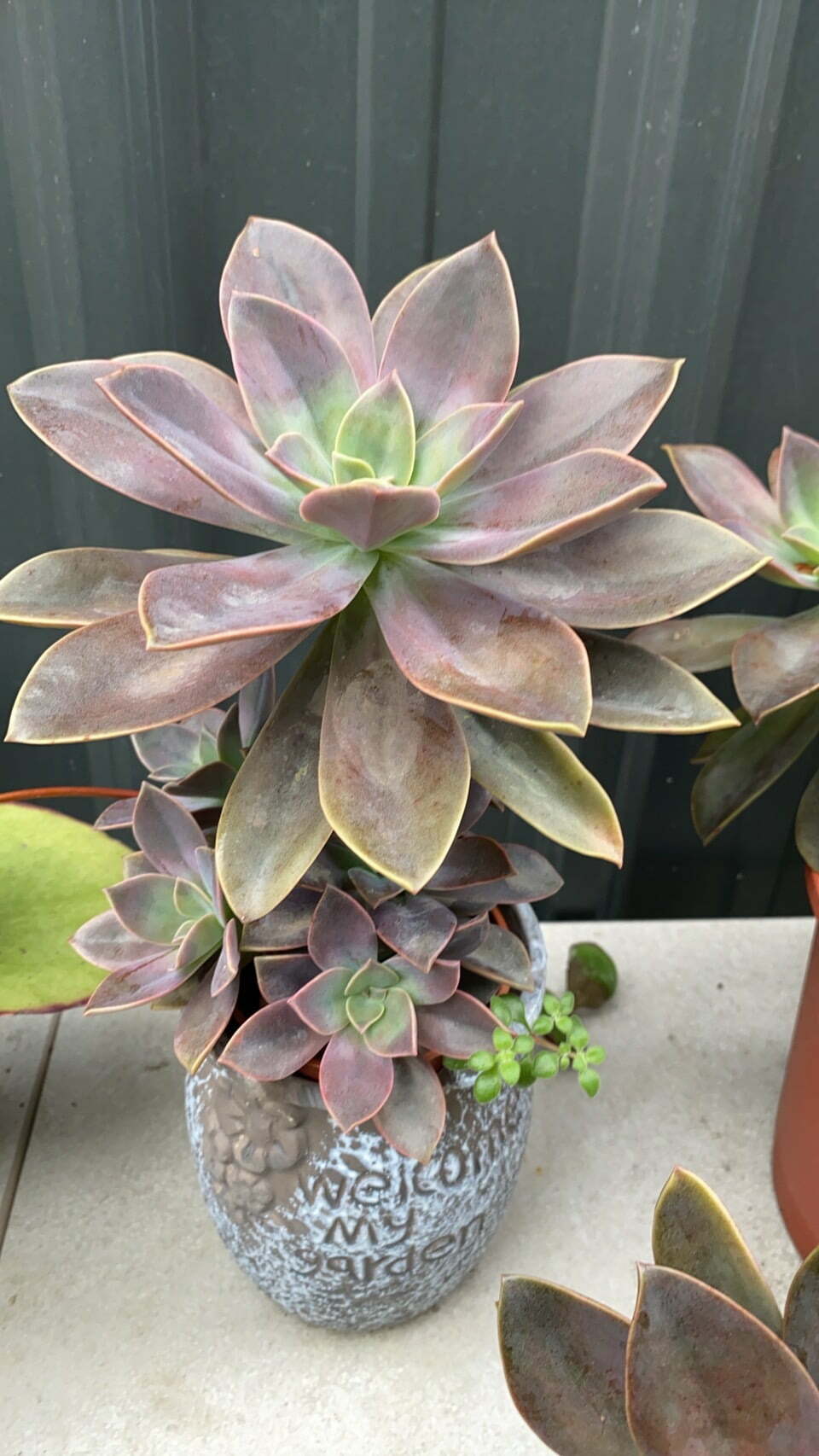 佛列德.艾福斯 Graptoveri