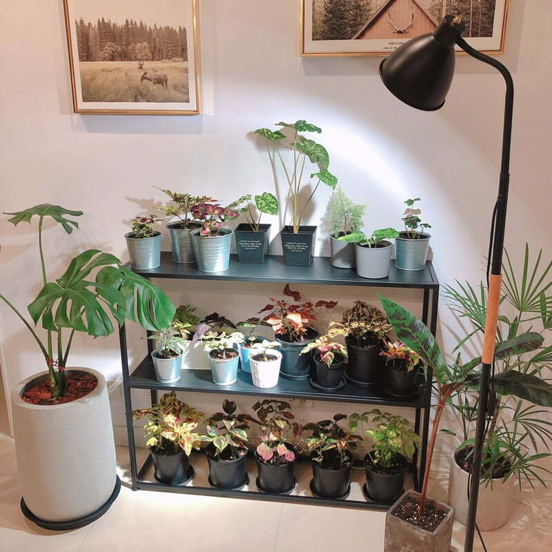 紅狐20瓦植物燈泡