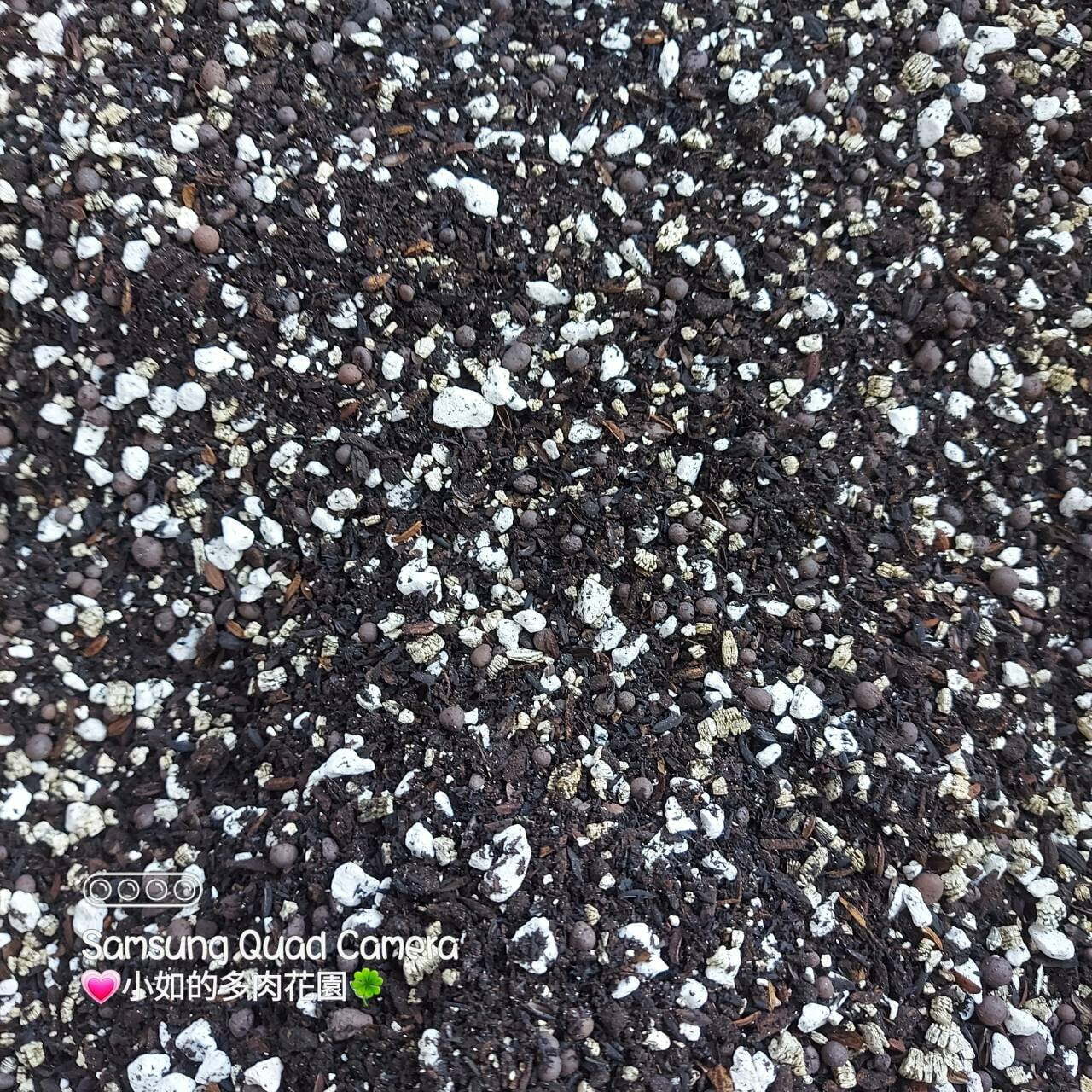 多肉發根專用土