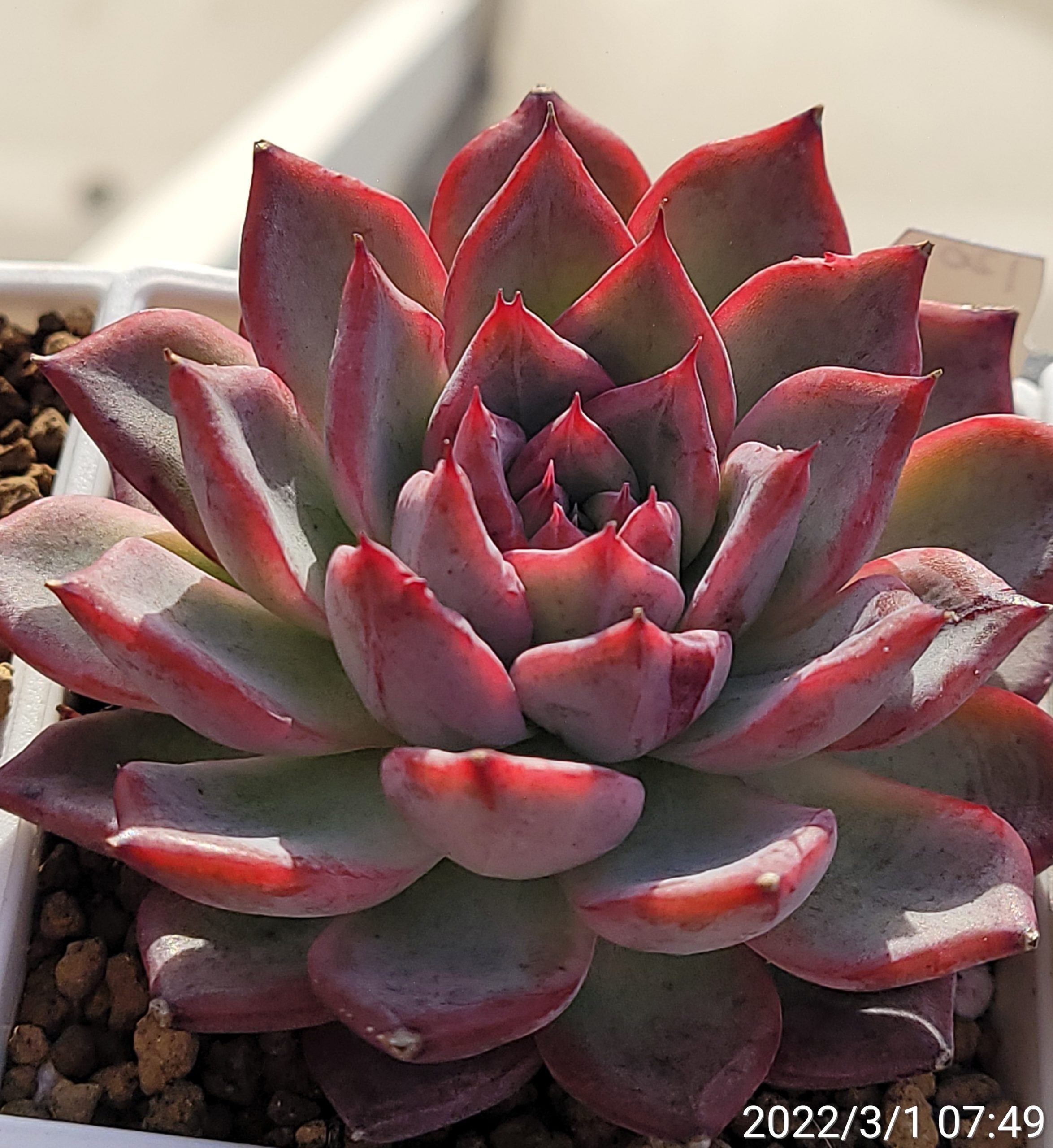 黑天鵝