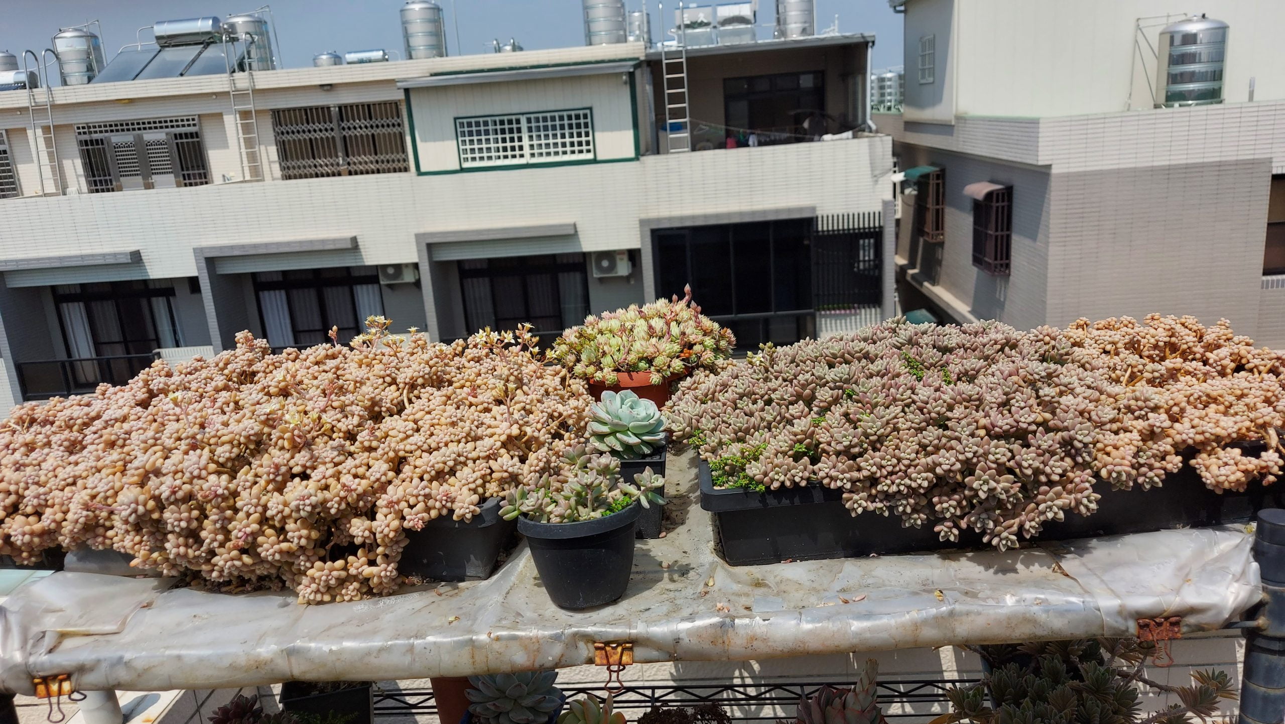姬秋麗砍頭 (已送完)