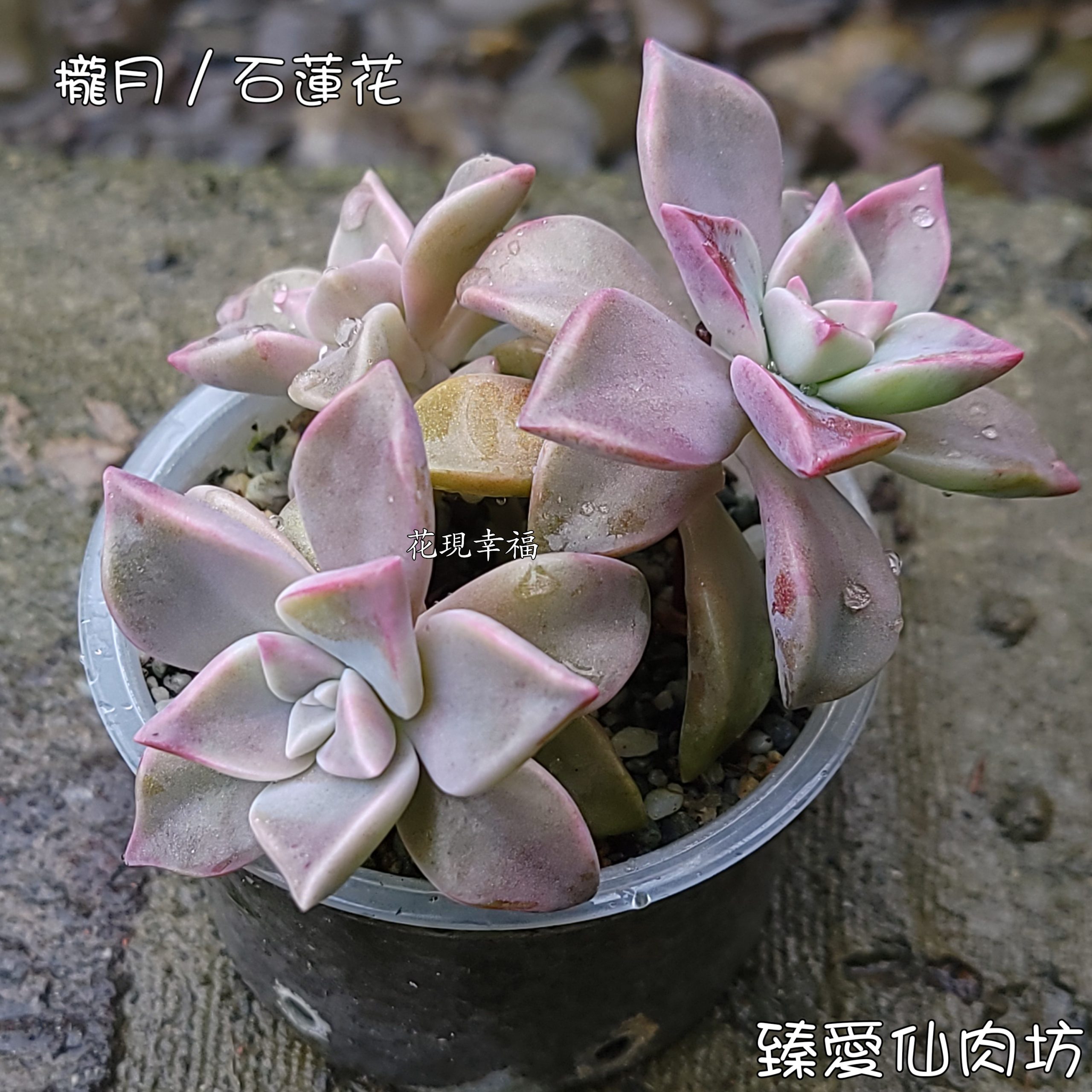 攏月／石蓮花