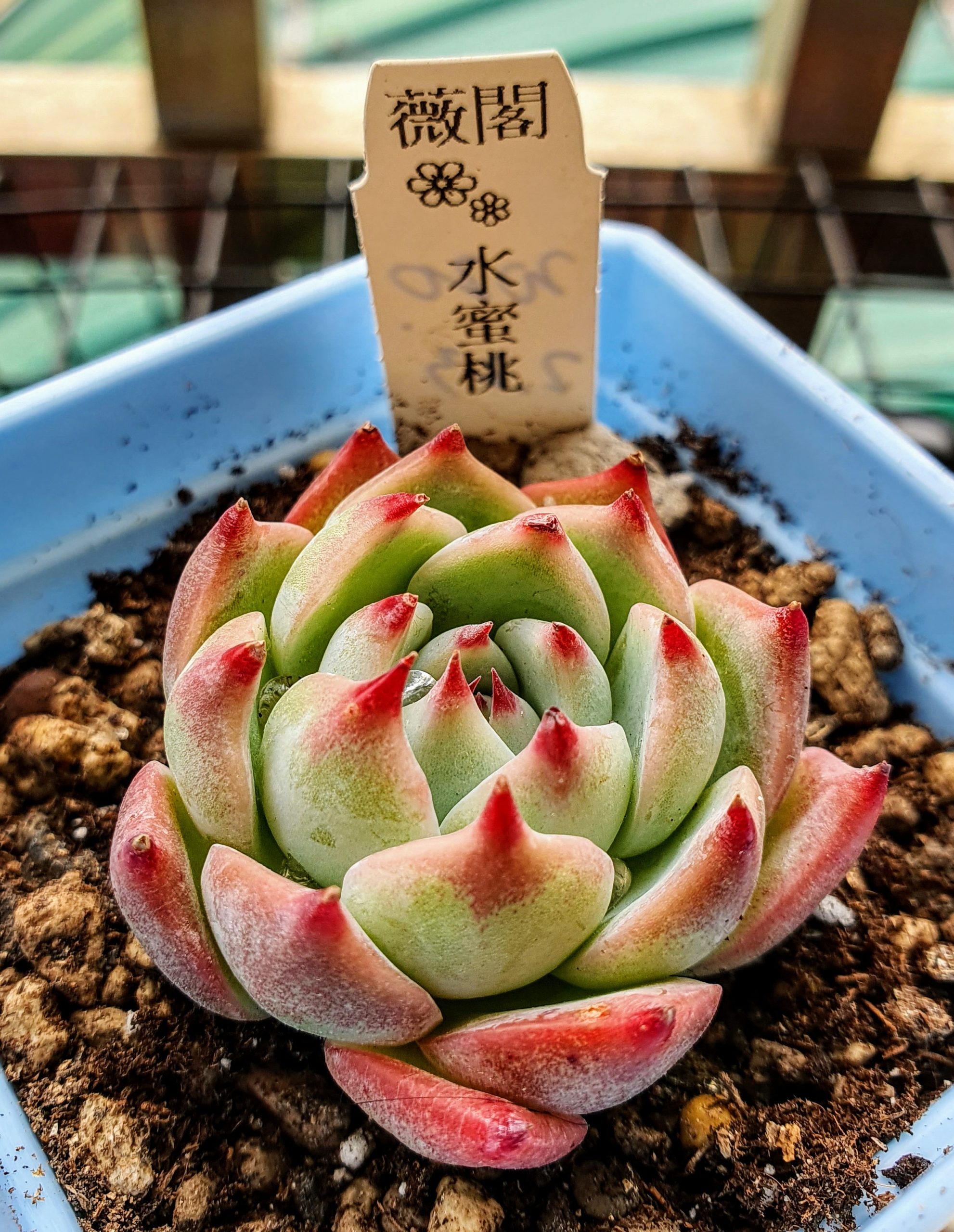水蜜桃
