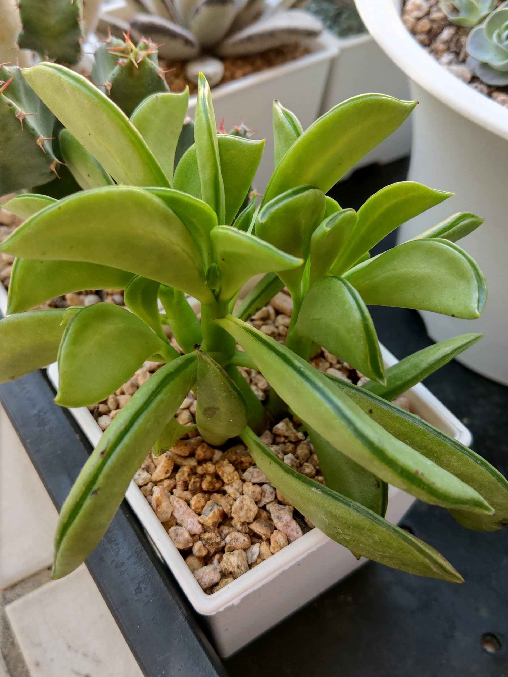 斧葉椒草
