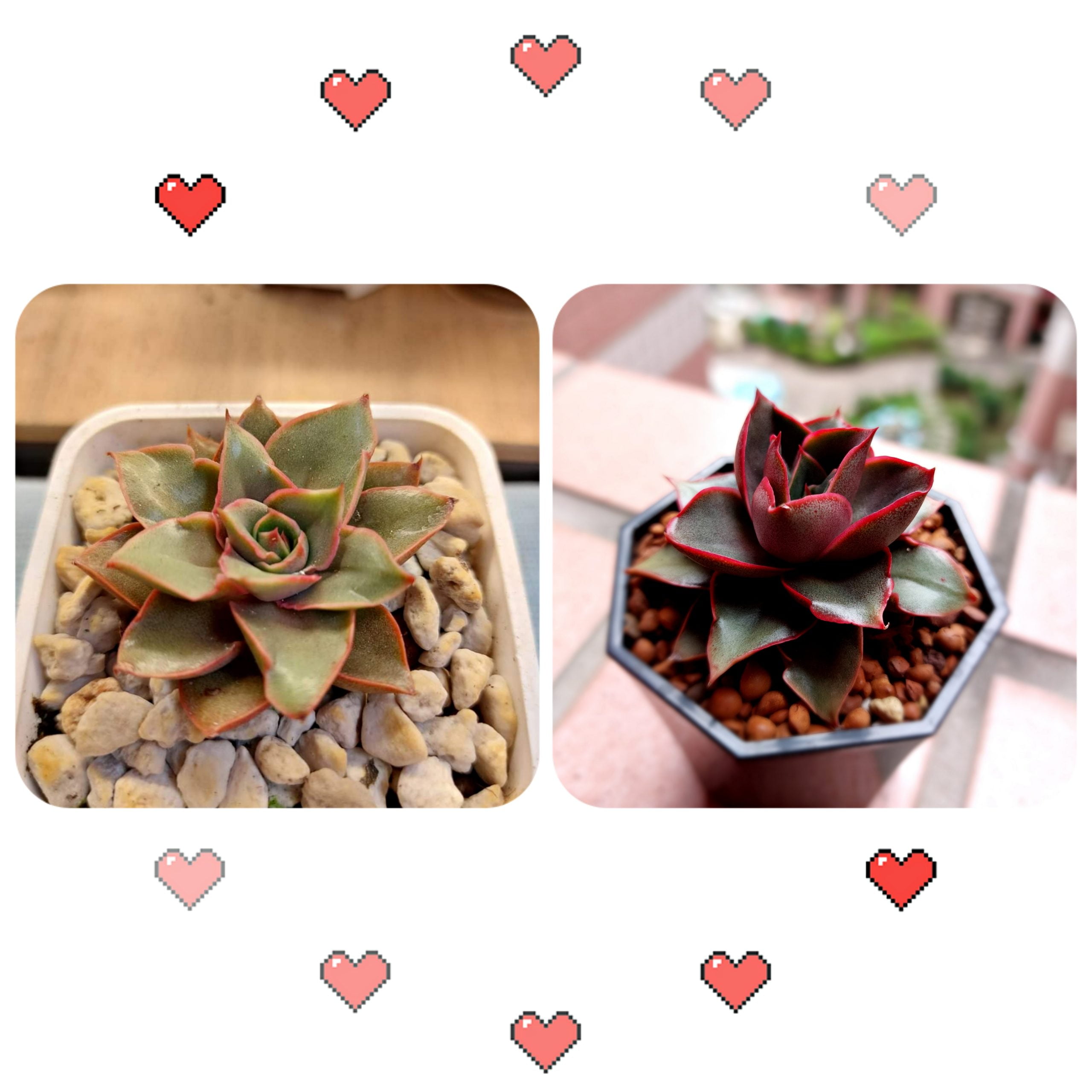 高砂紅