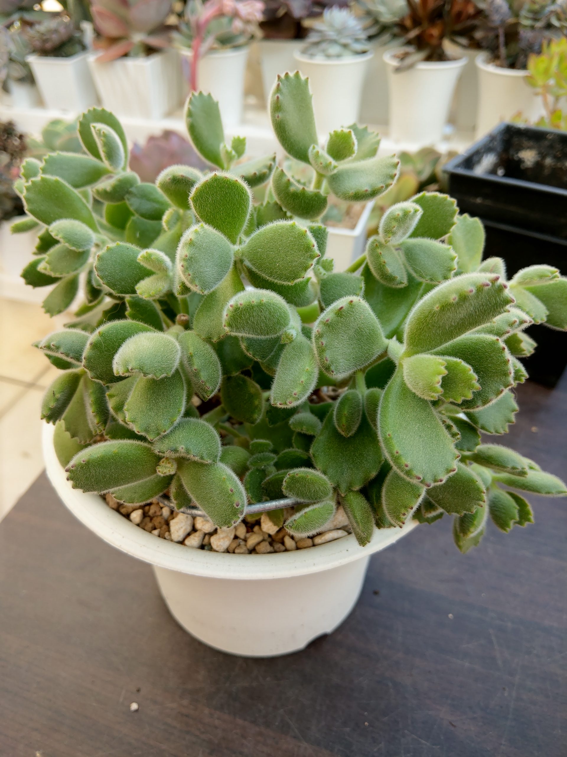 熊童子(綠熊)