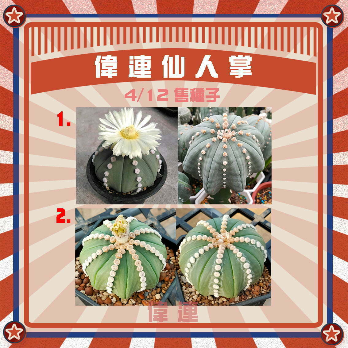 4/12新鮮兜種子