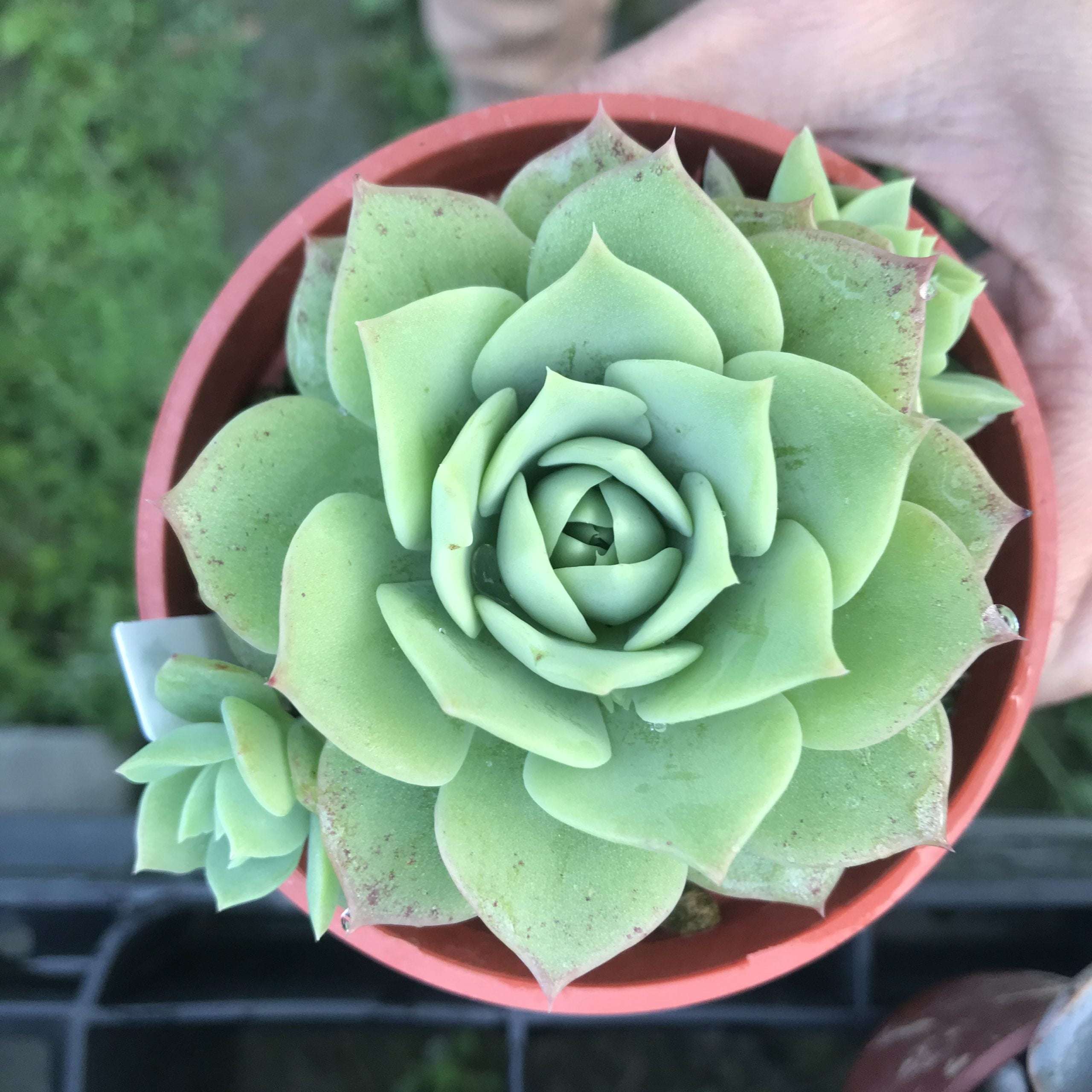 硬玉