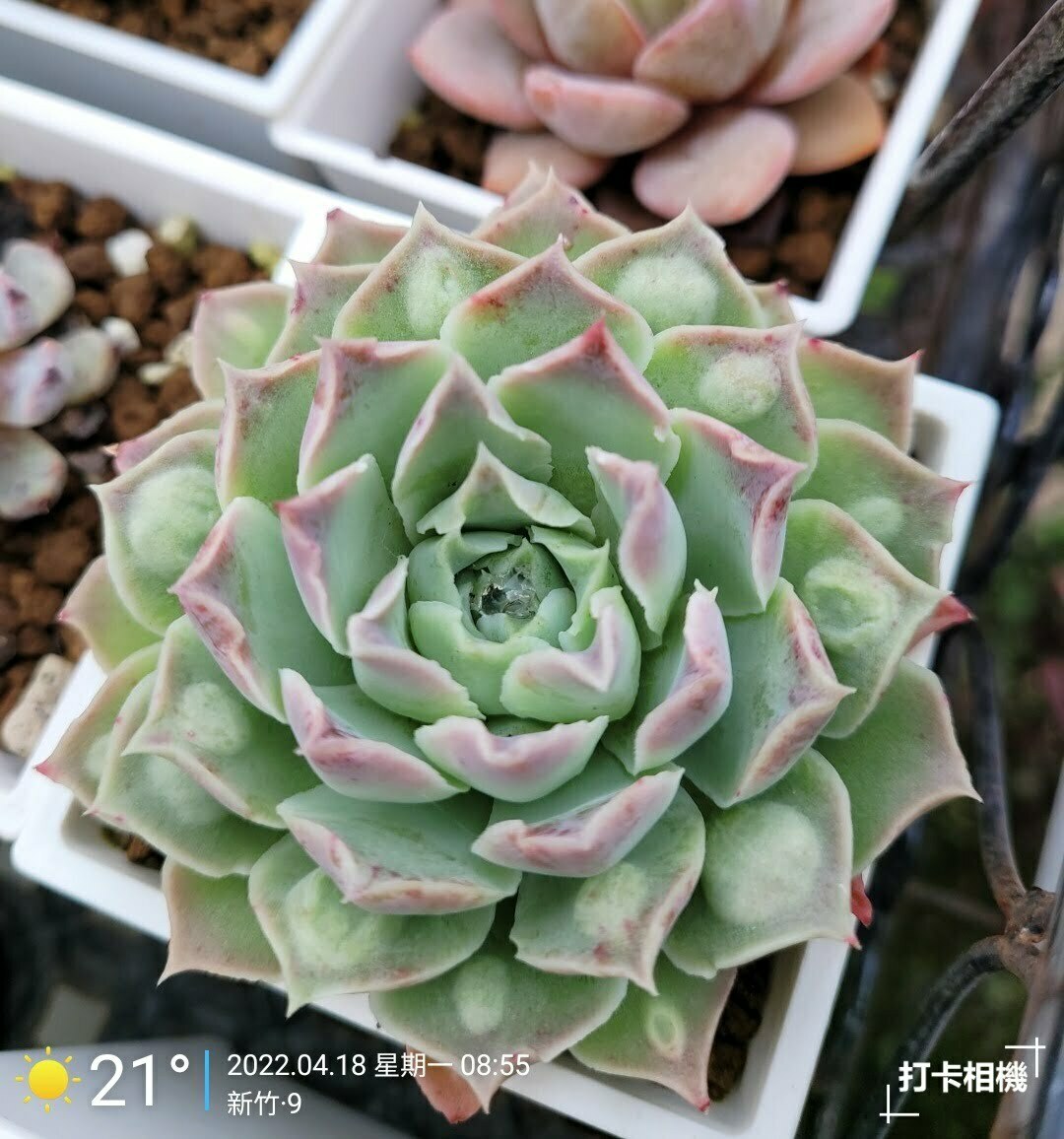 墨西哥眼淚