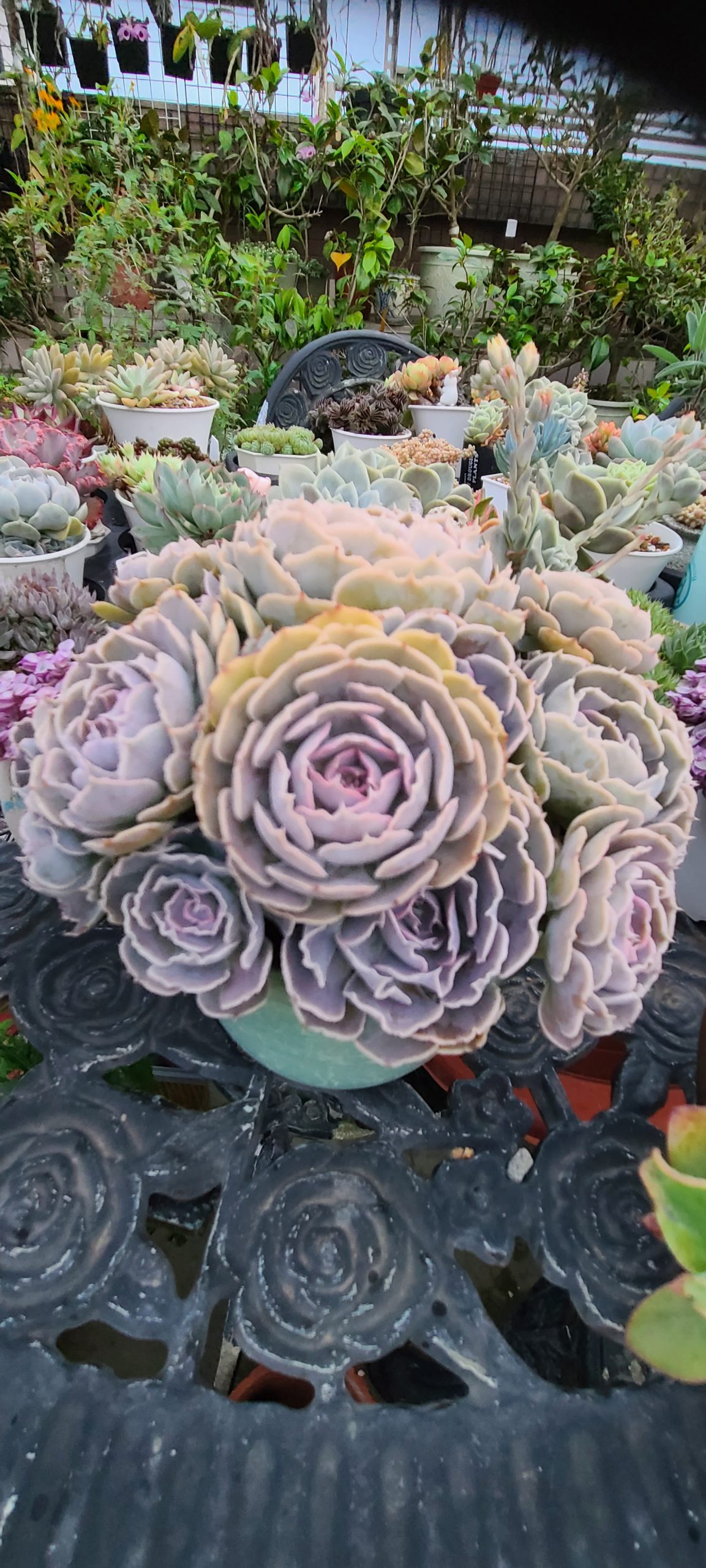 紫蝶
