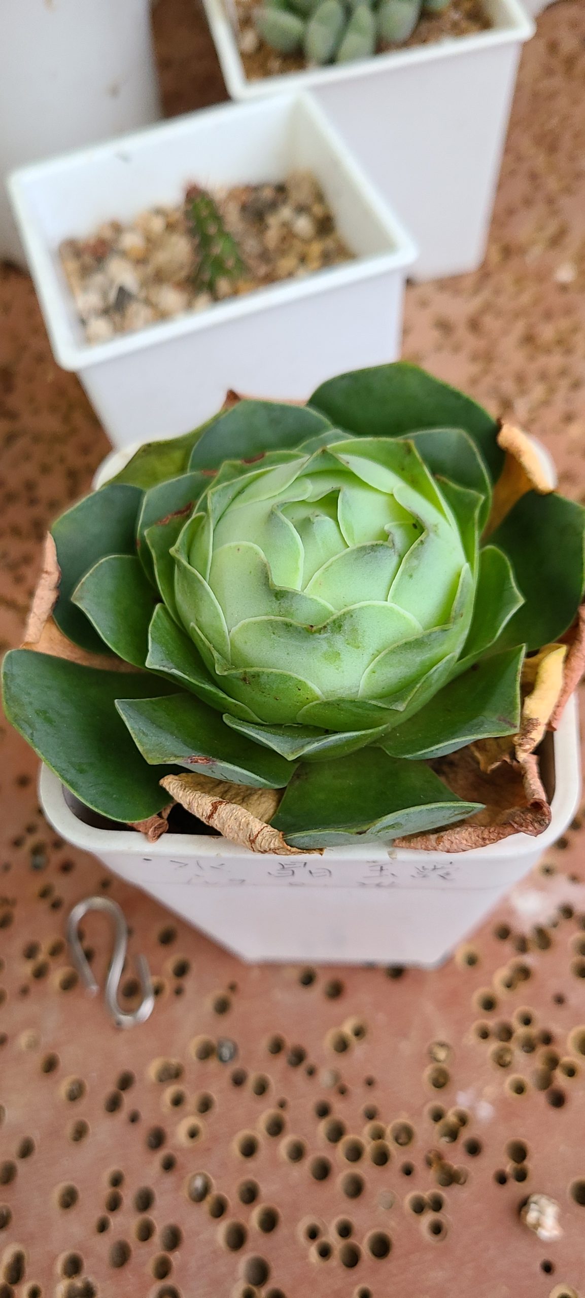 山玫