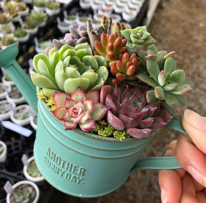 日本進口花灑鐵花器