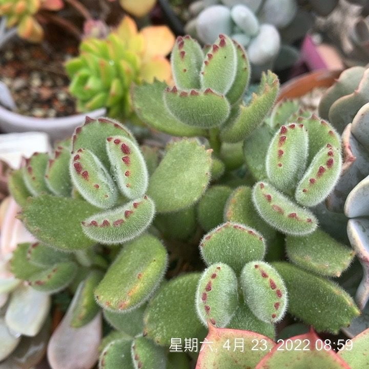 熊童子