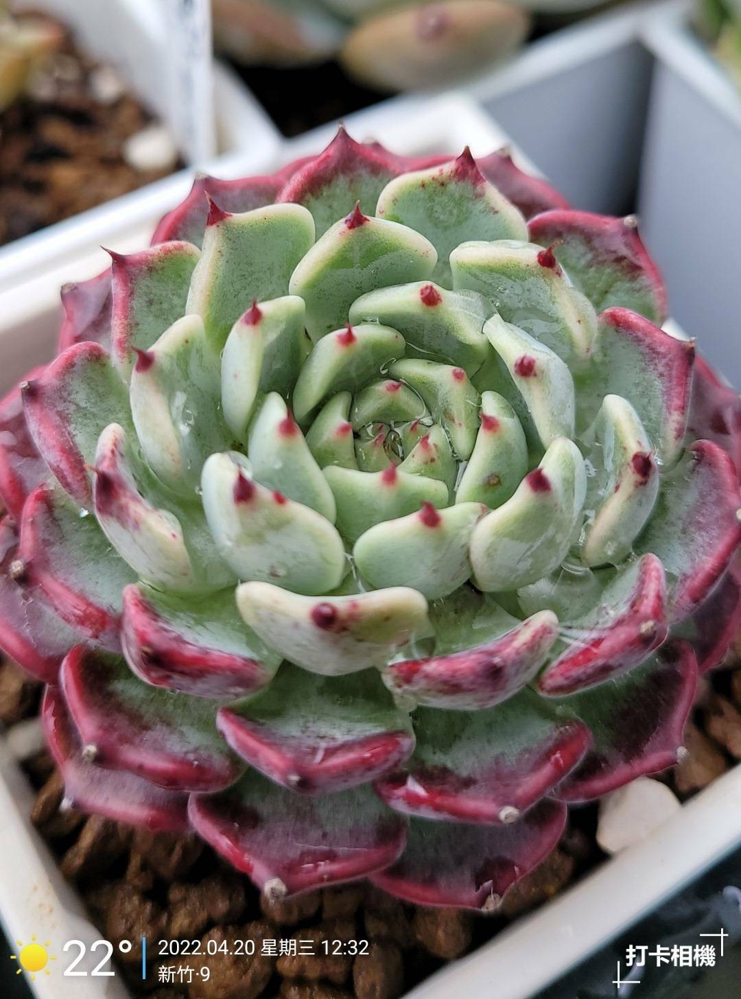 沙羅姬牡丹