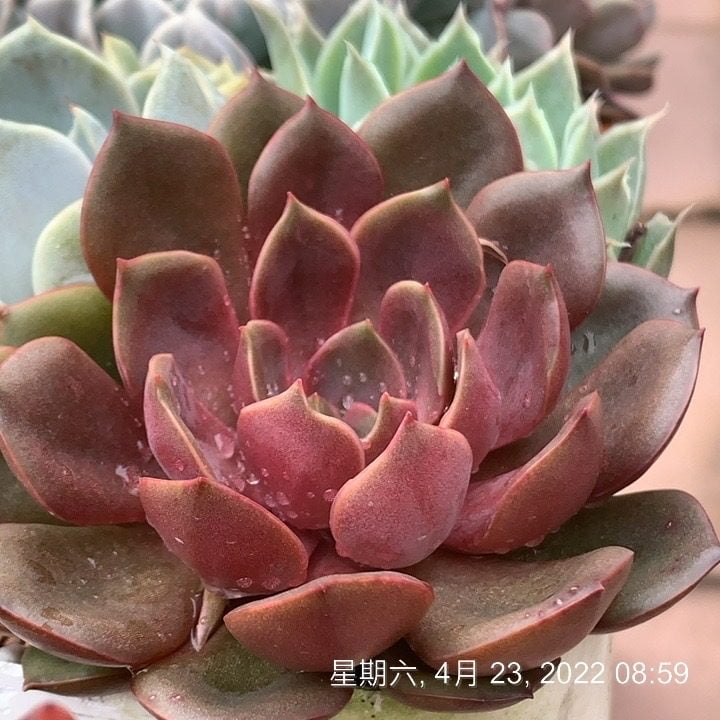 海拉