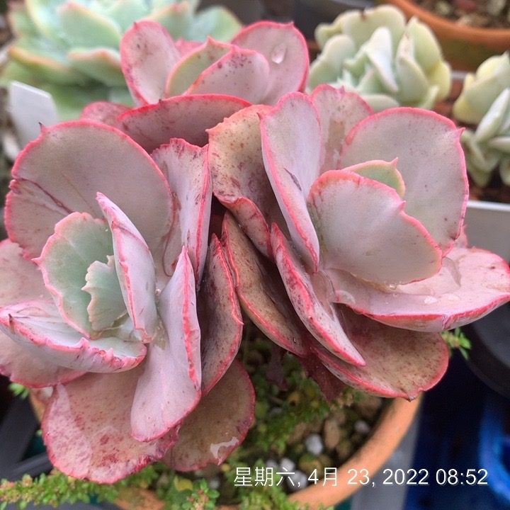 奶油糖霜