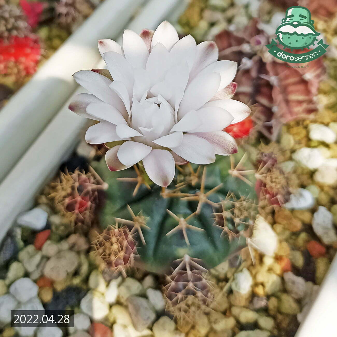 麗蛇丸錦