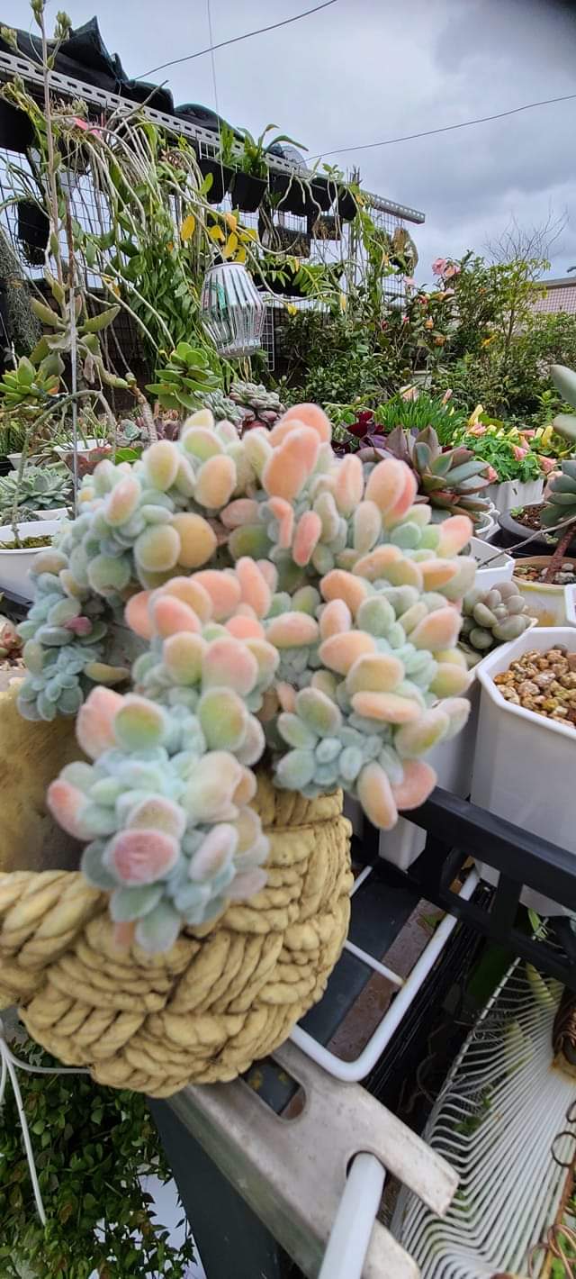 雪晃星綴化