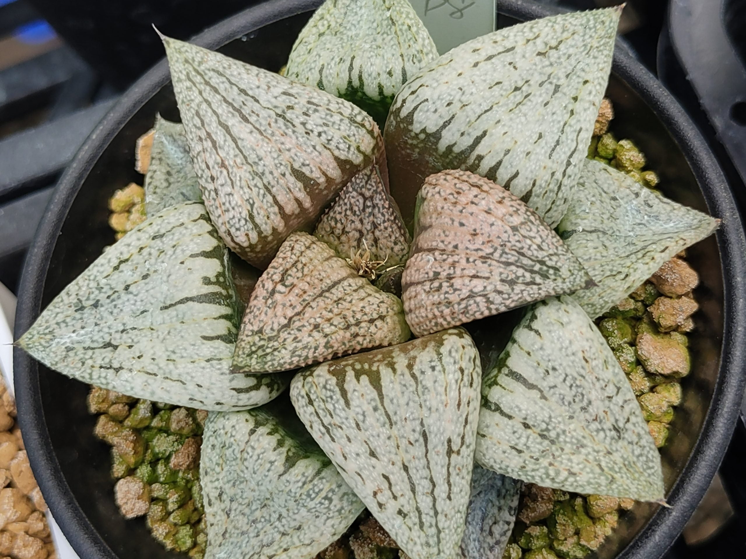 認識 阿福花科 皮克大