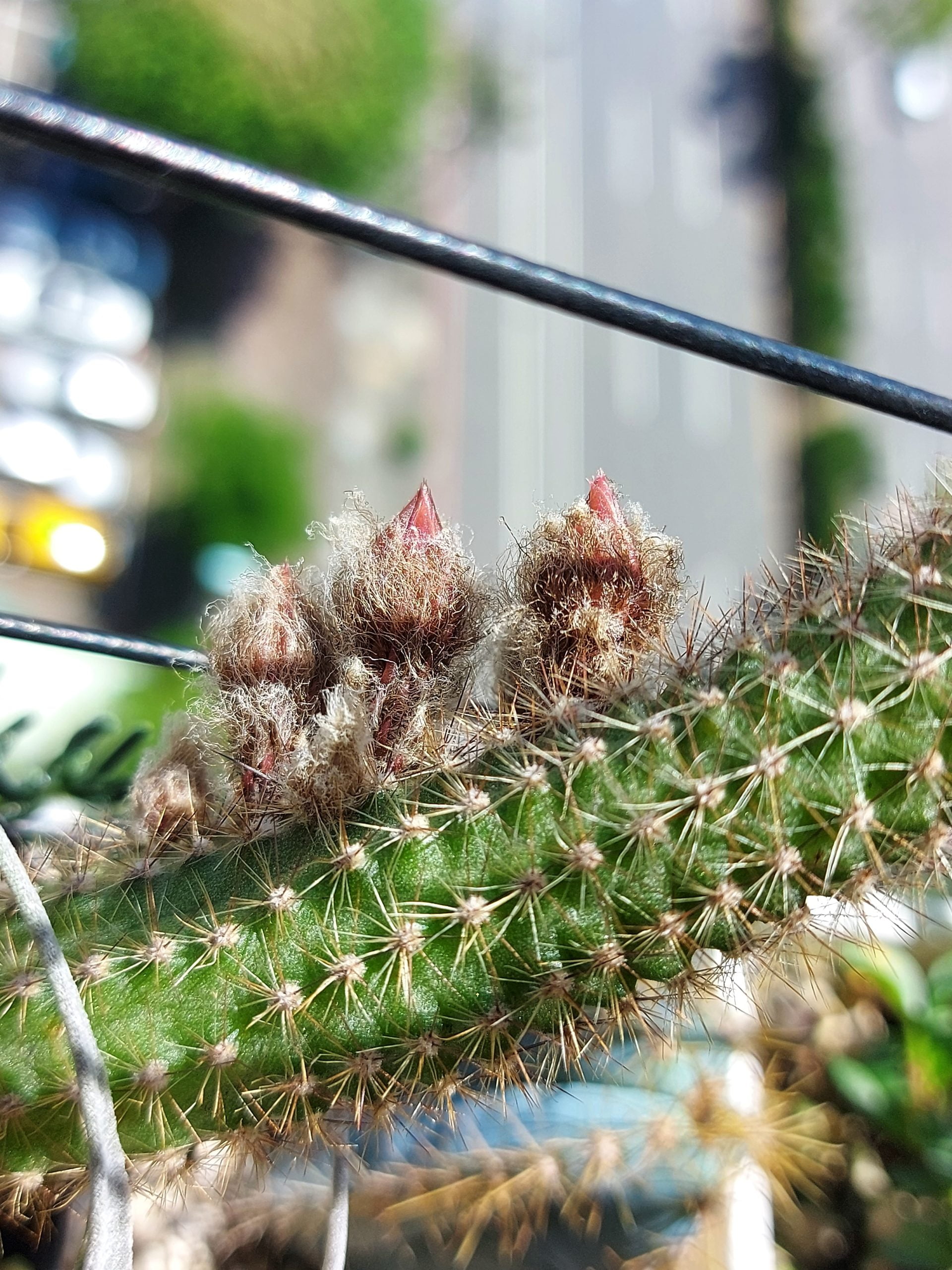 白檀交種