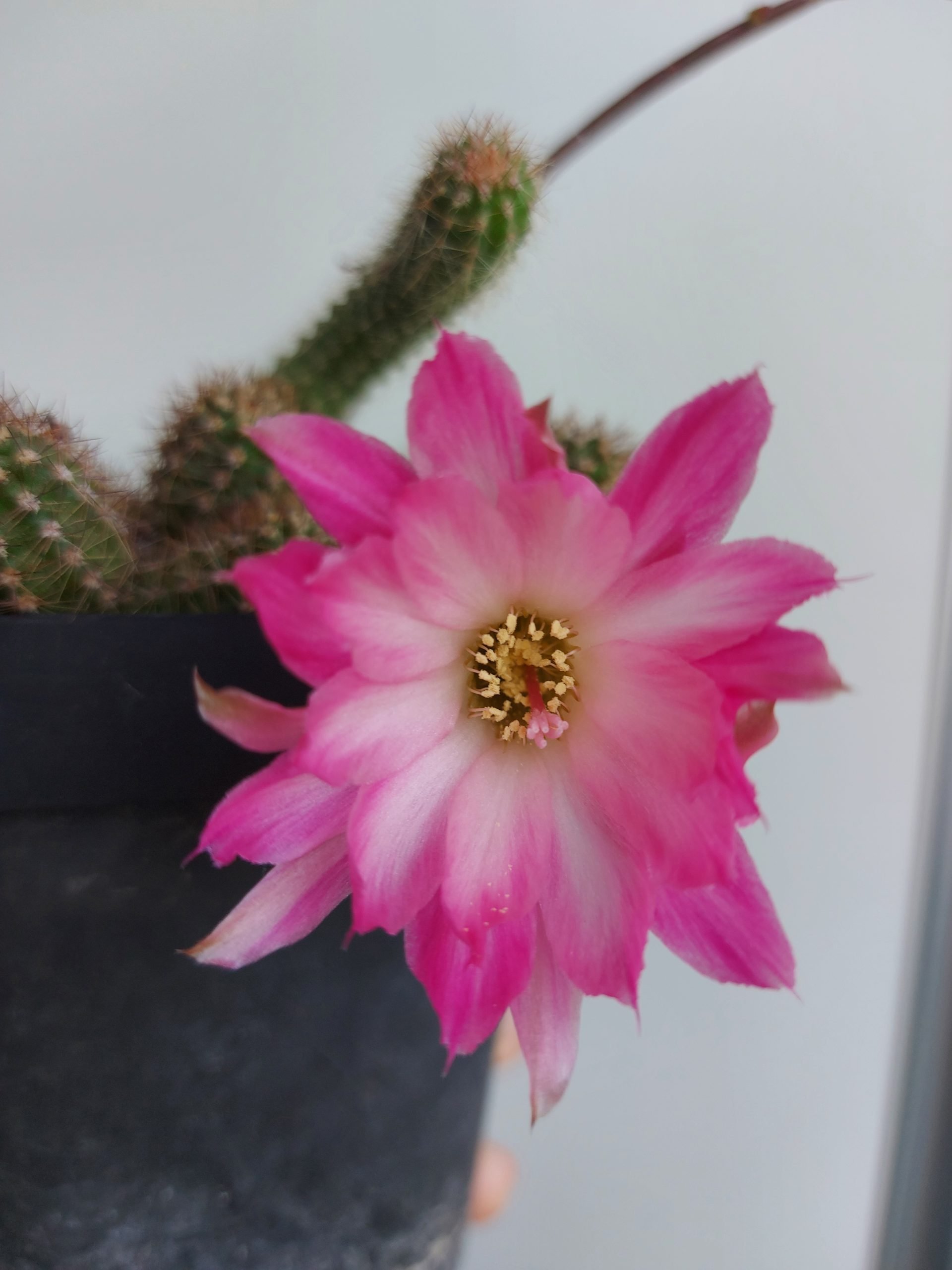 白檀交種的花