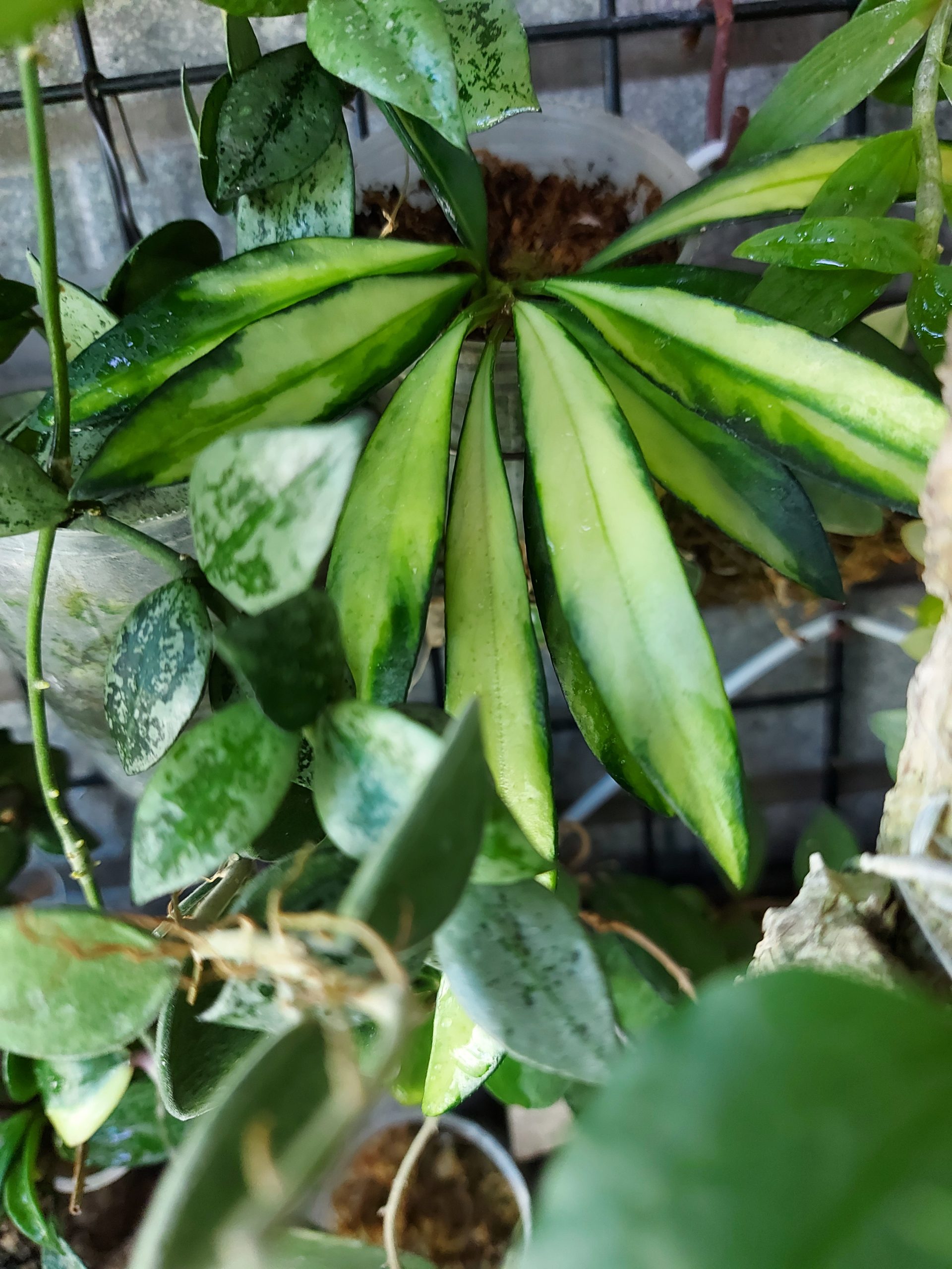狹葉毬蘭錦