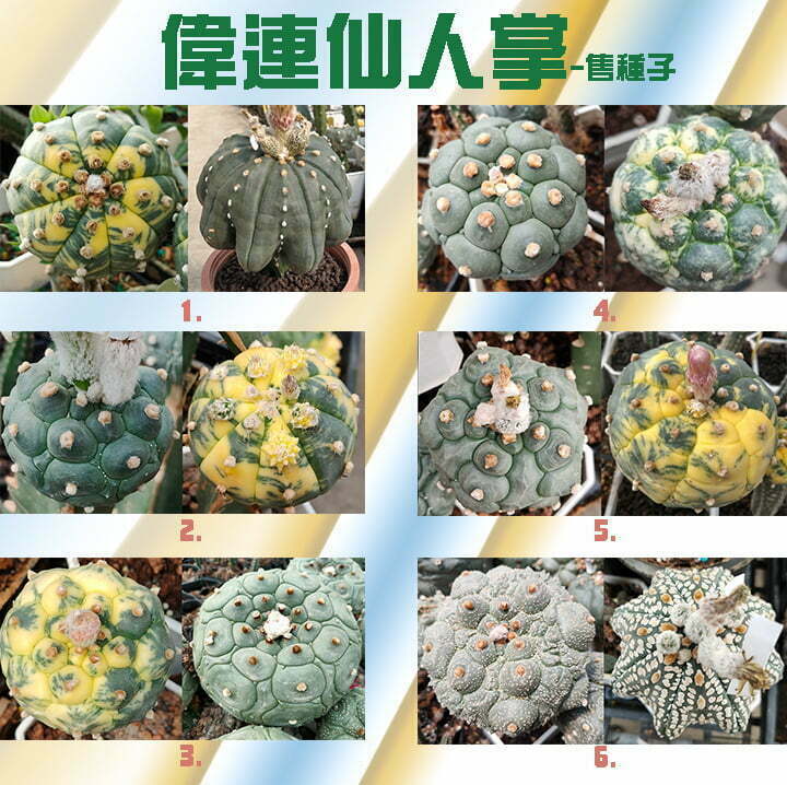新鮮兜種子(4/25)