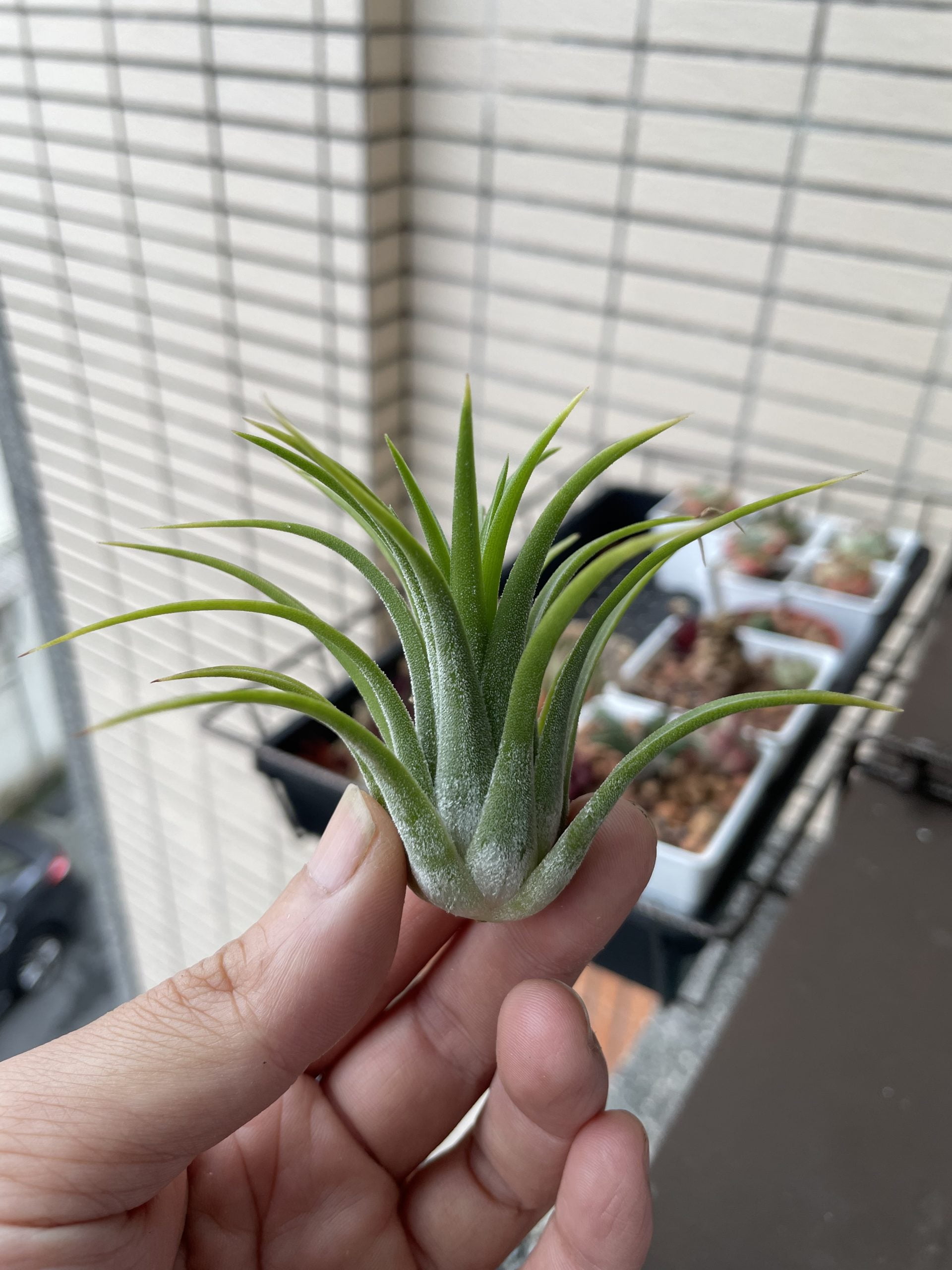 德魯伊小精靈