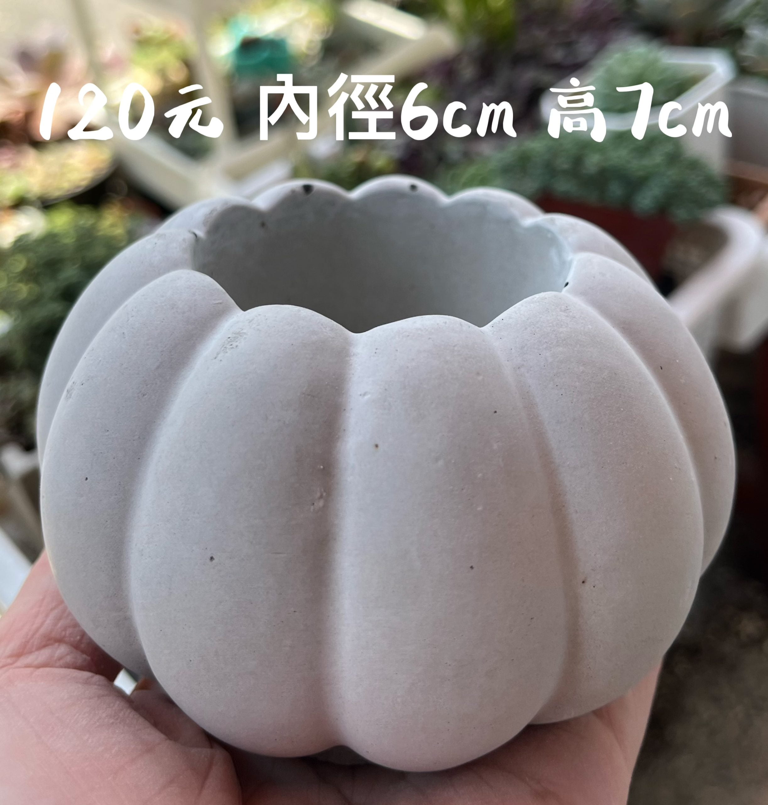 南瓜水泥盆
