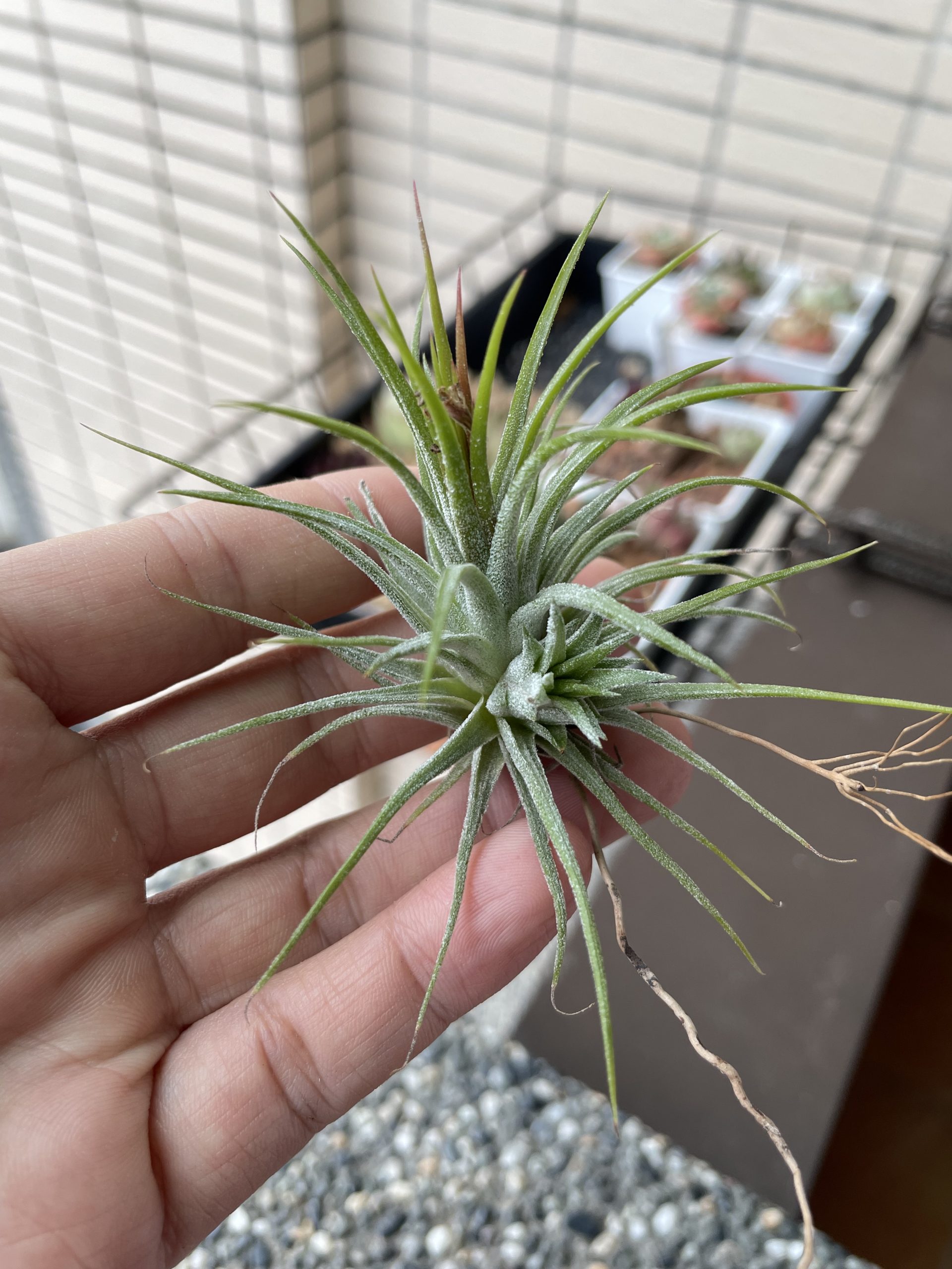 全紅小精靈