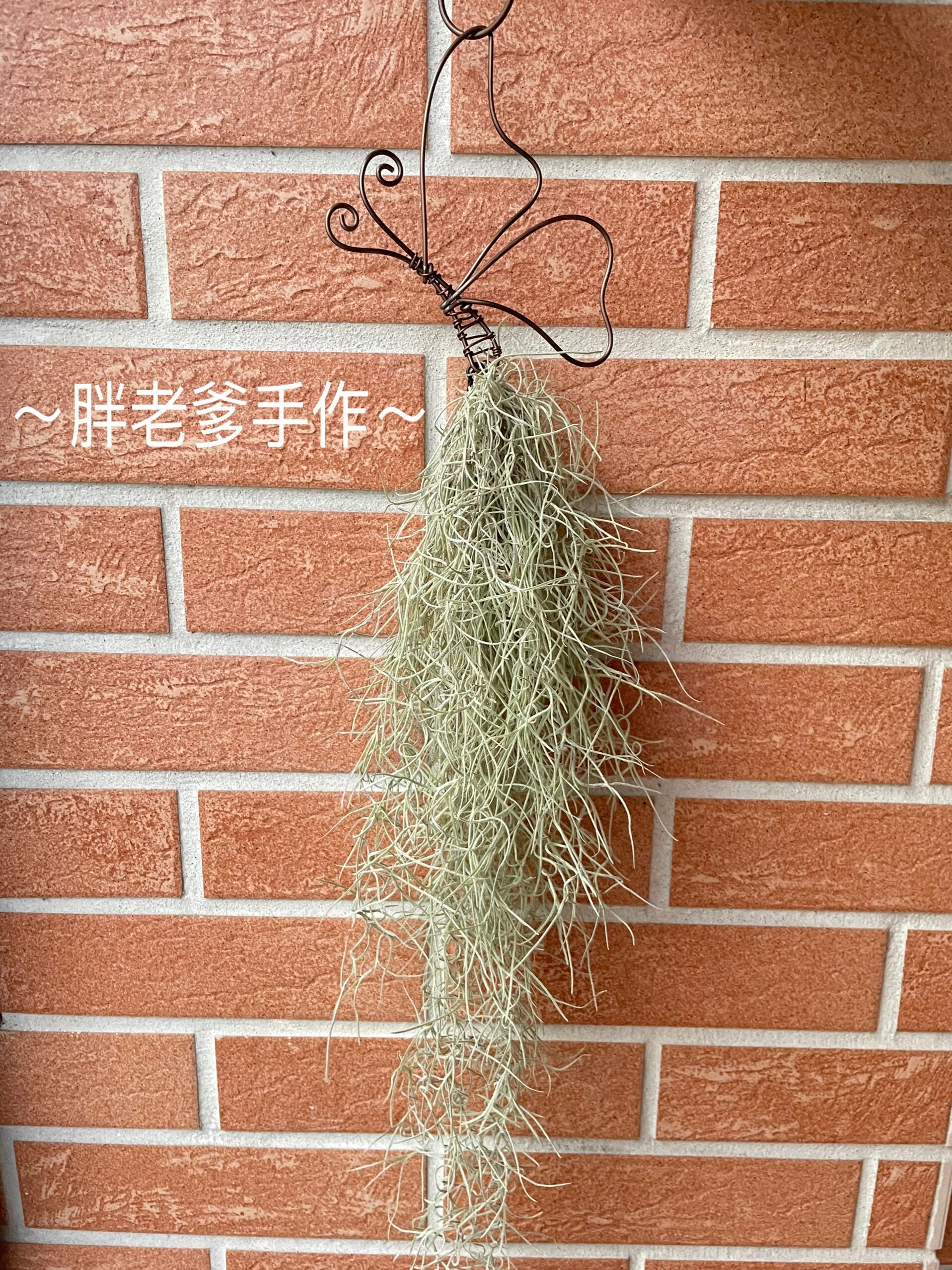 ～胖老爹手作～蝴蝶🦋