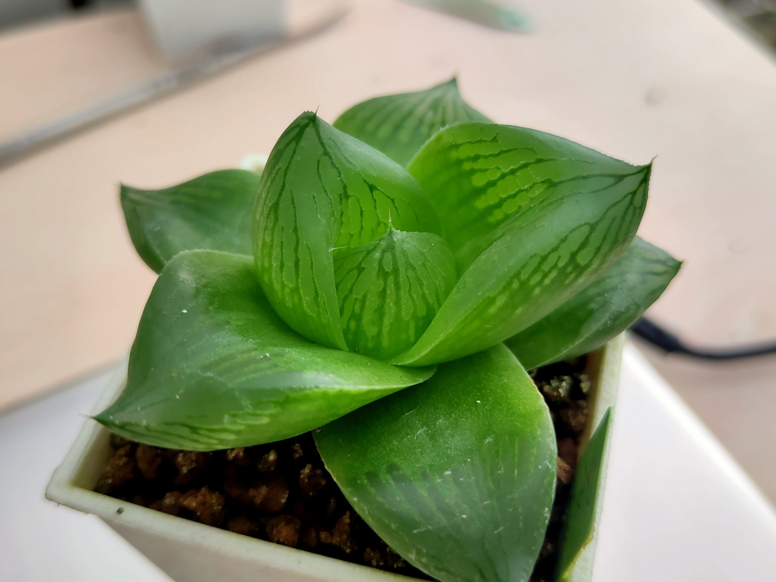 蜜桃