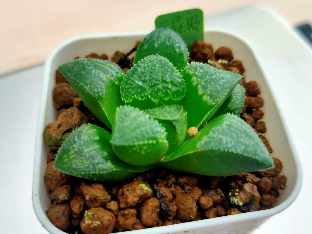 壽實生 (白屁股x大久保)