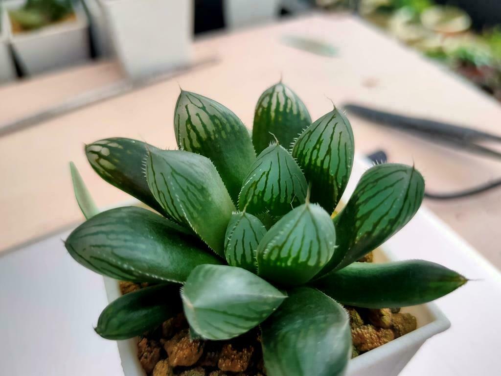 胭脂玉露