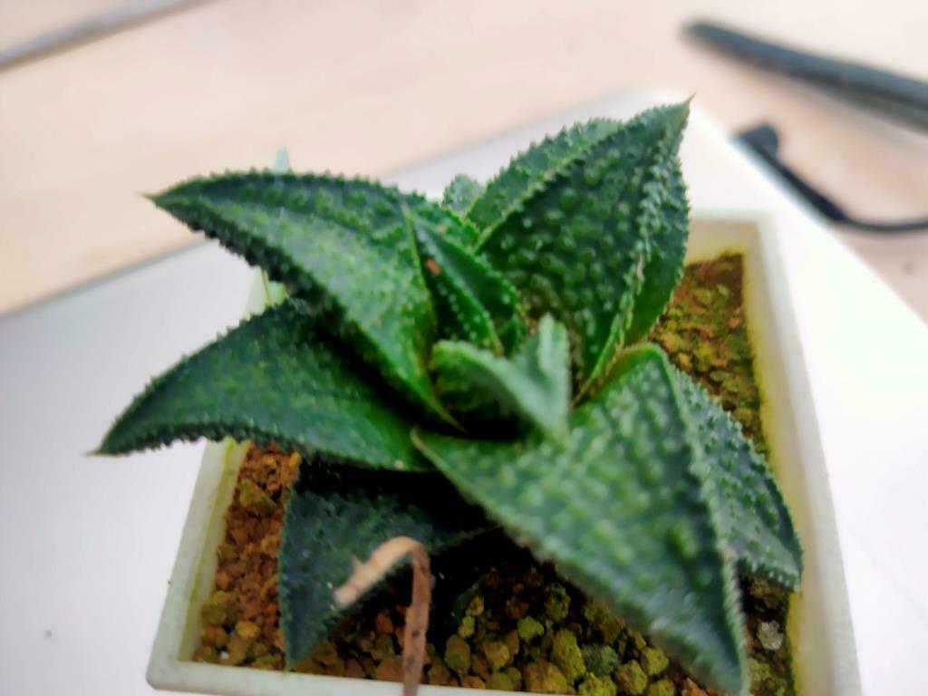 鬼瓦 硬葉系