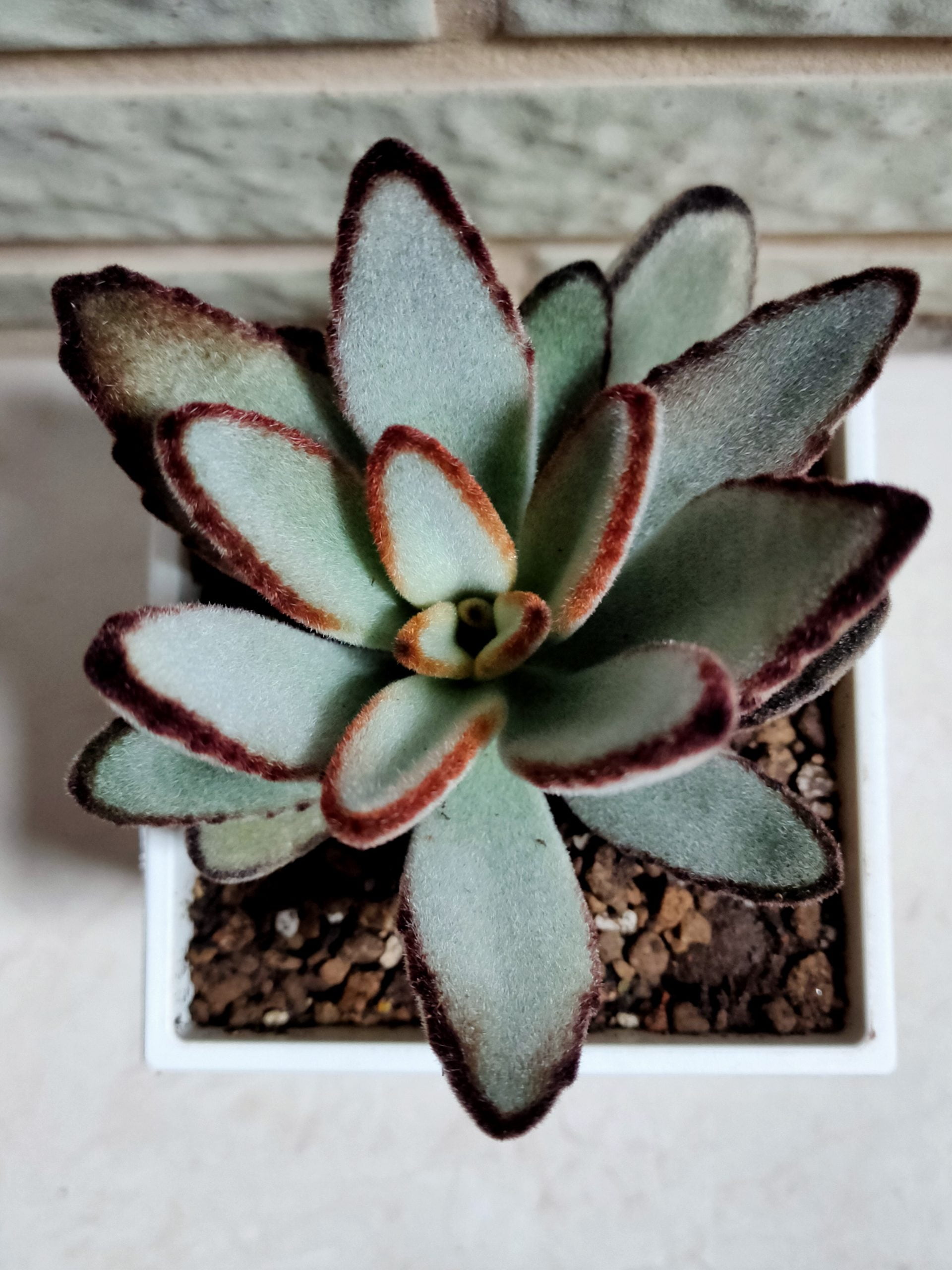 玫瑰黑兔