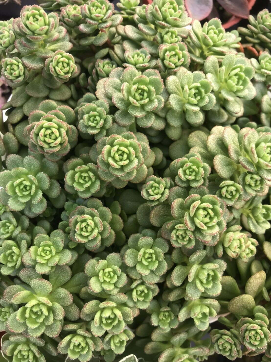 梅花景天