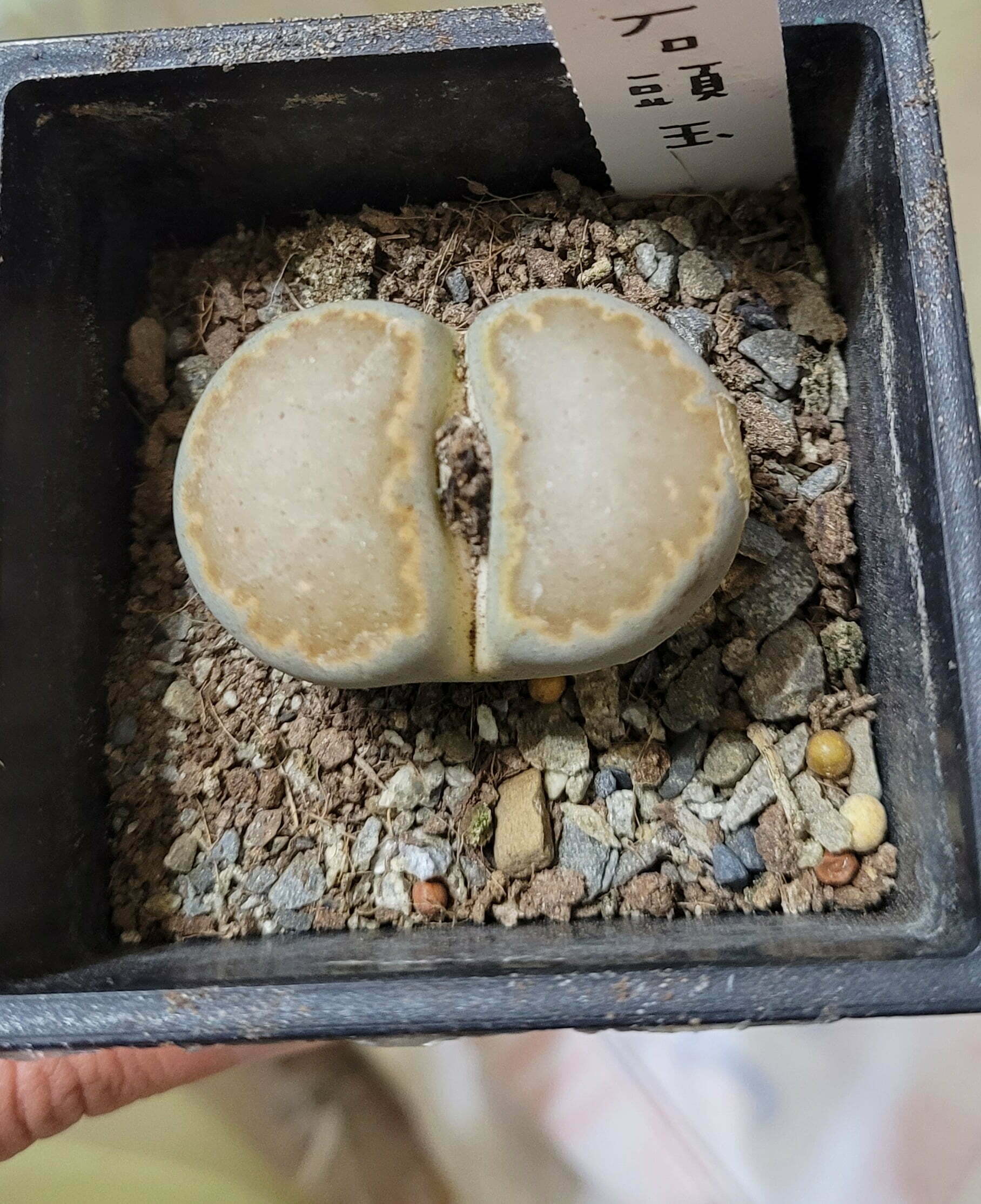 石頭玉