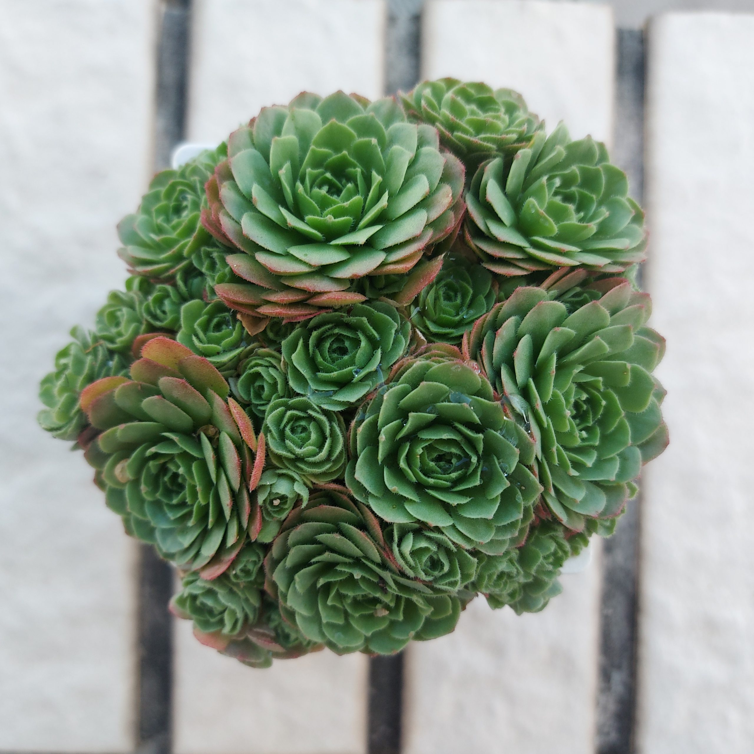 菊瓦蓮