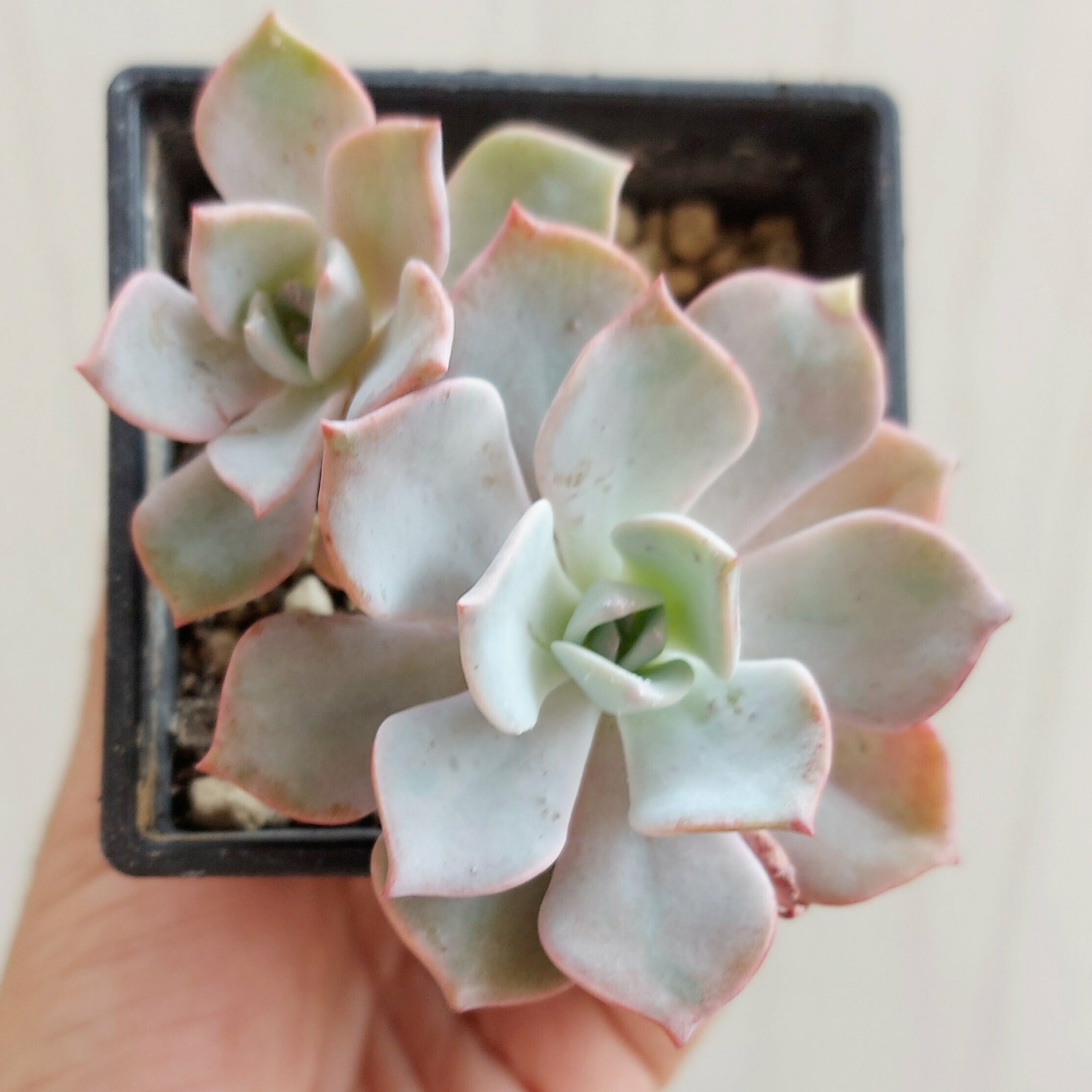 木星