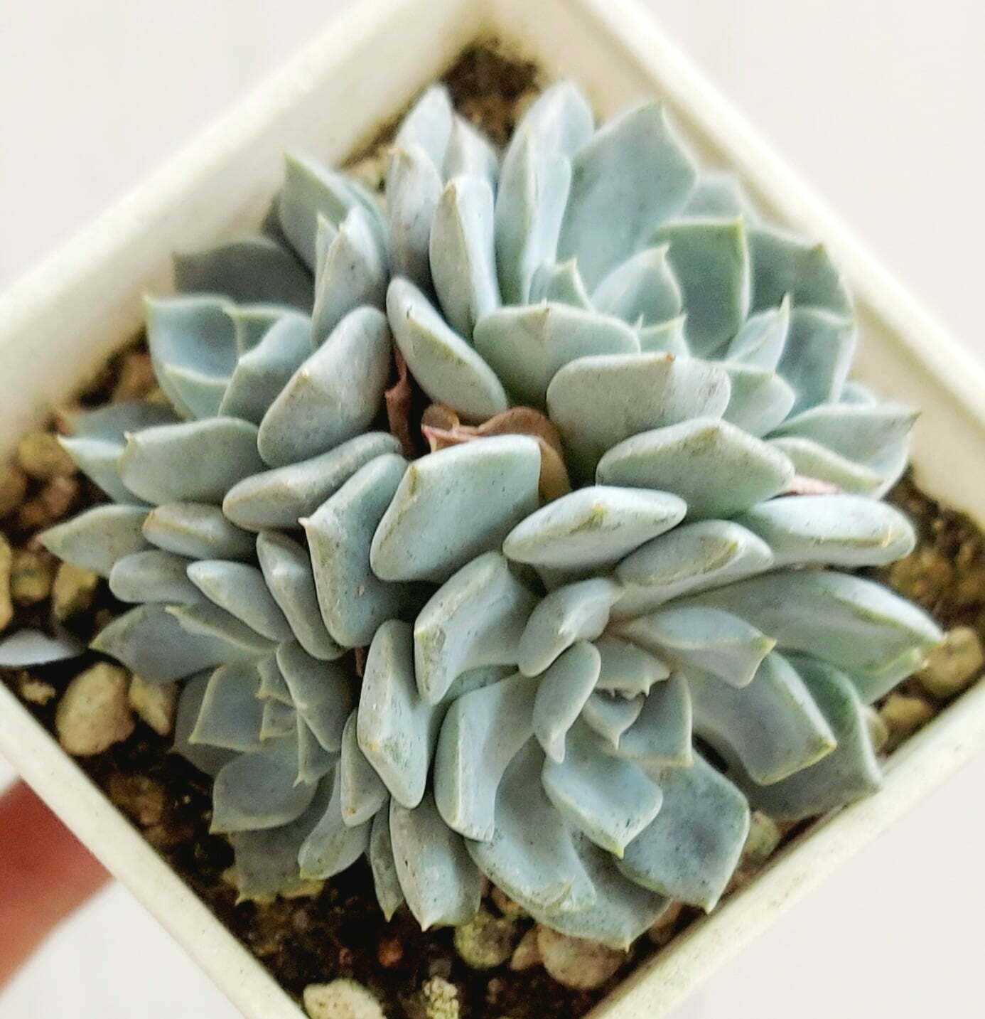 灰貓
